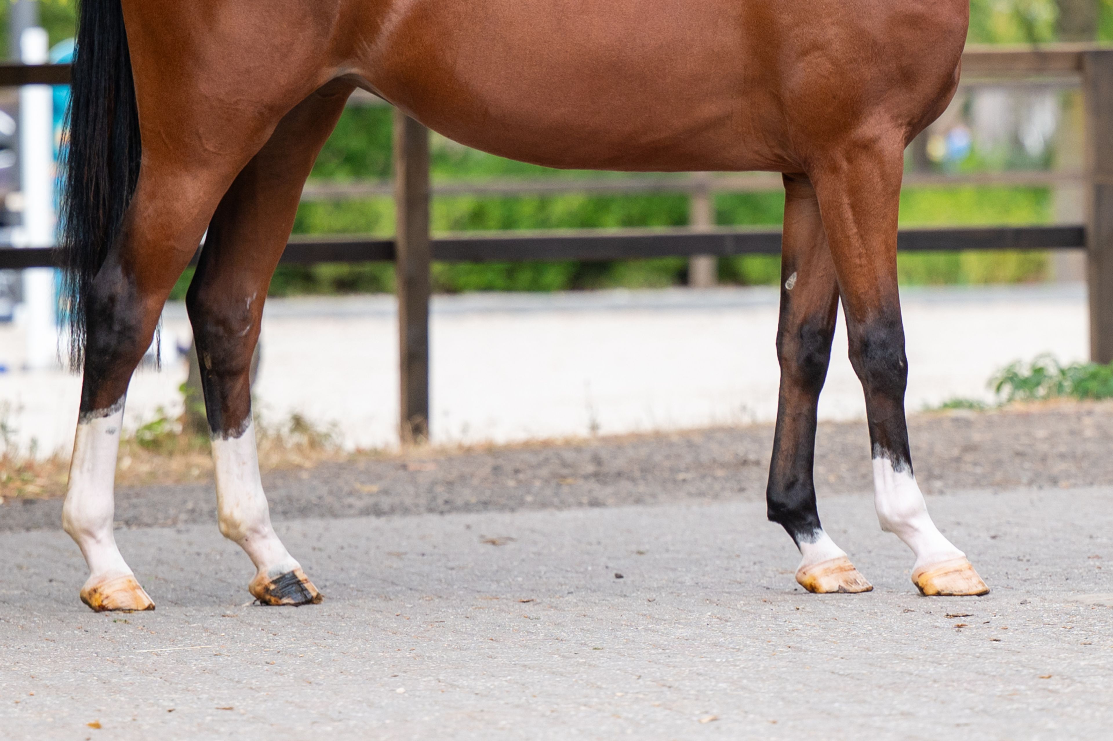 Trillium Park EN (CORNET'S PRINZ x CARAMBOLE) - Image 13