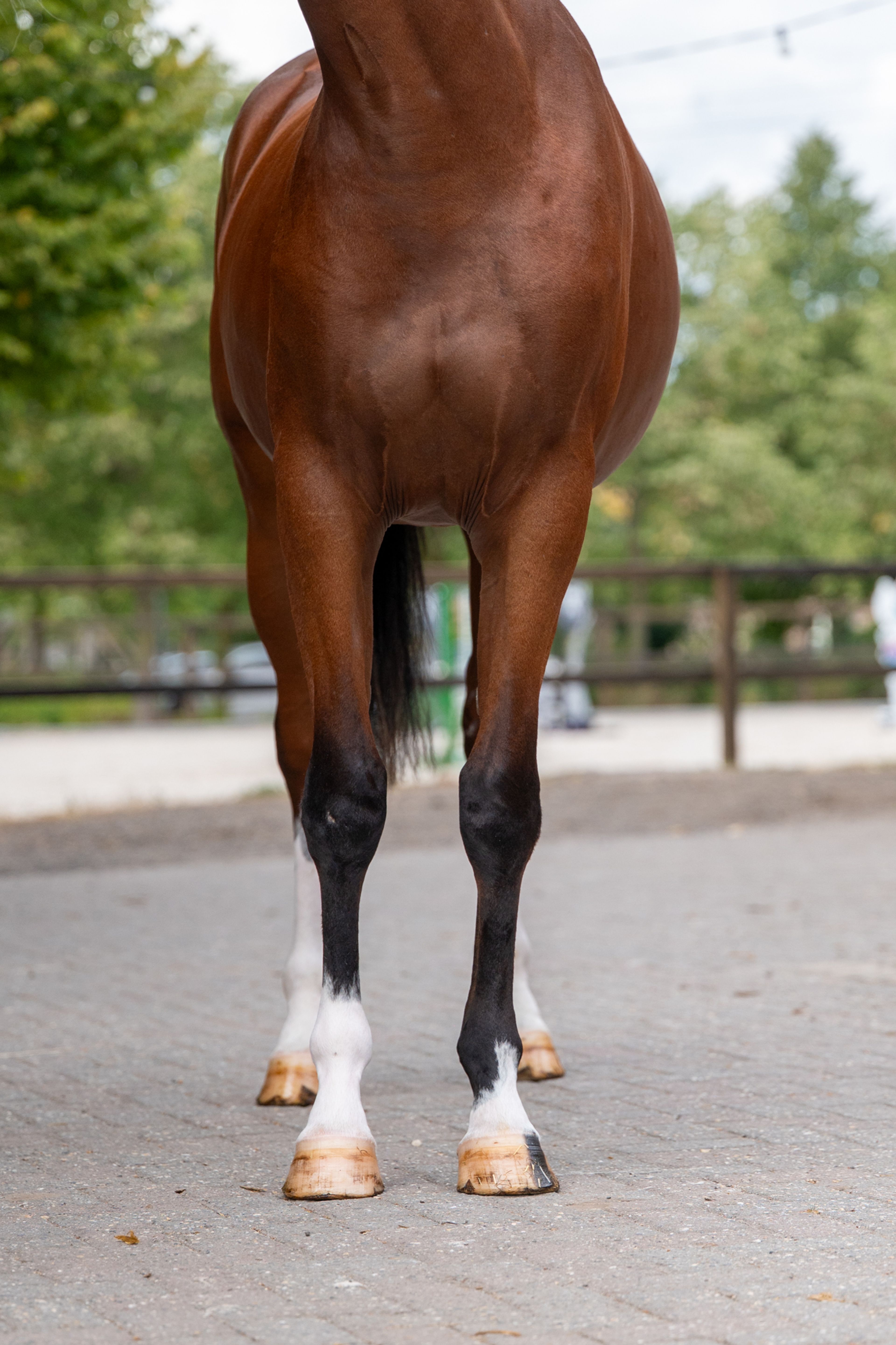 Trillium Park EN (CORNET'S PRINZ x CARAMBOLE) - Image 14