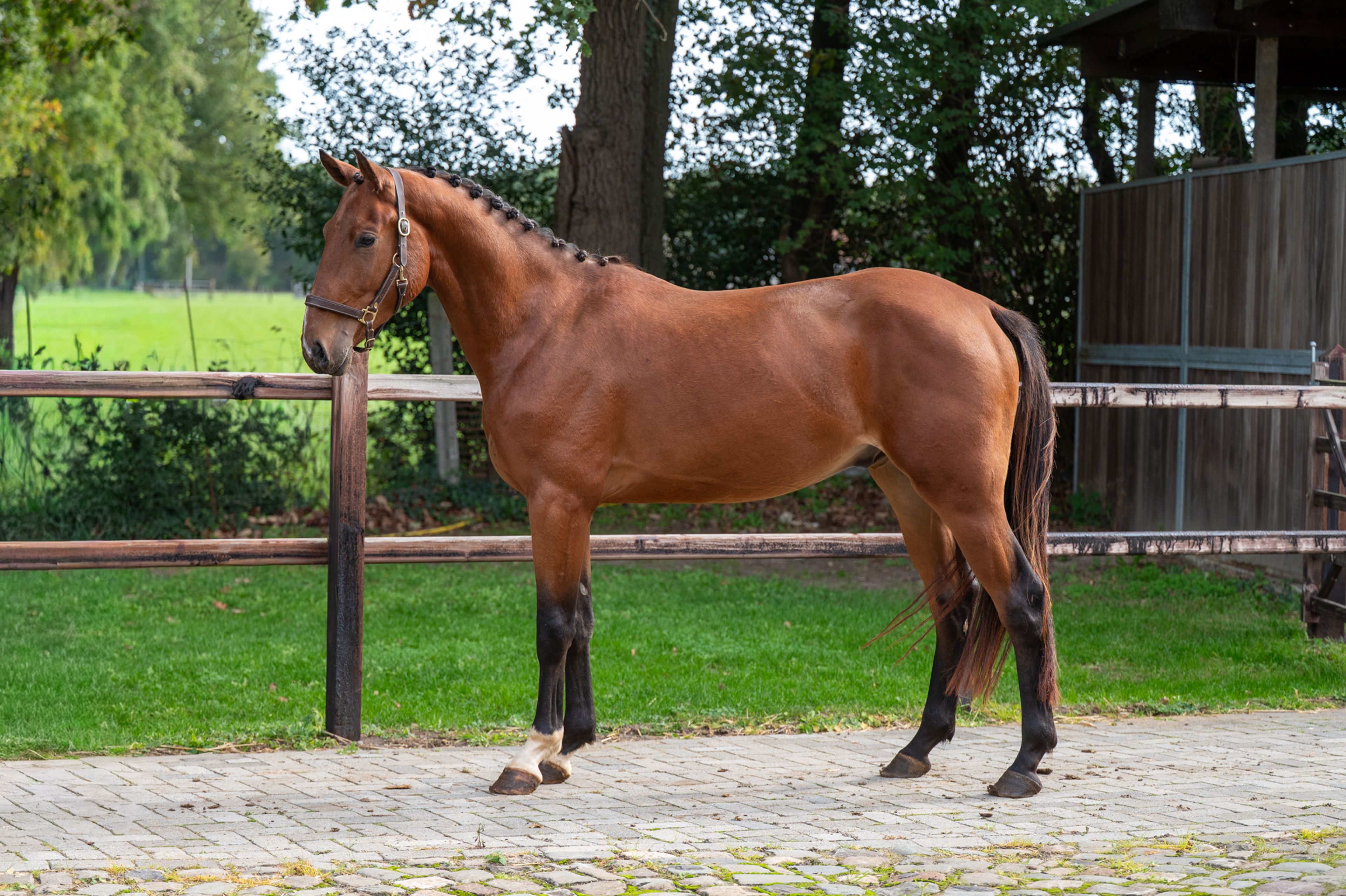Exclusive Bro Z (ERMIATGE KALONE x DOMINATOR 2000 Z) - Image 1