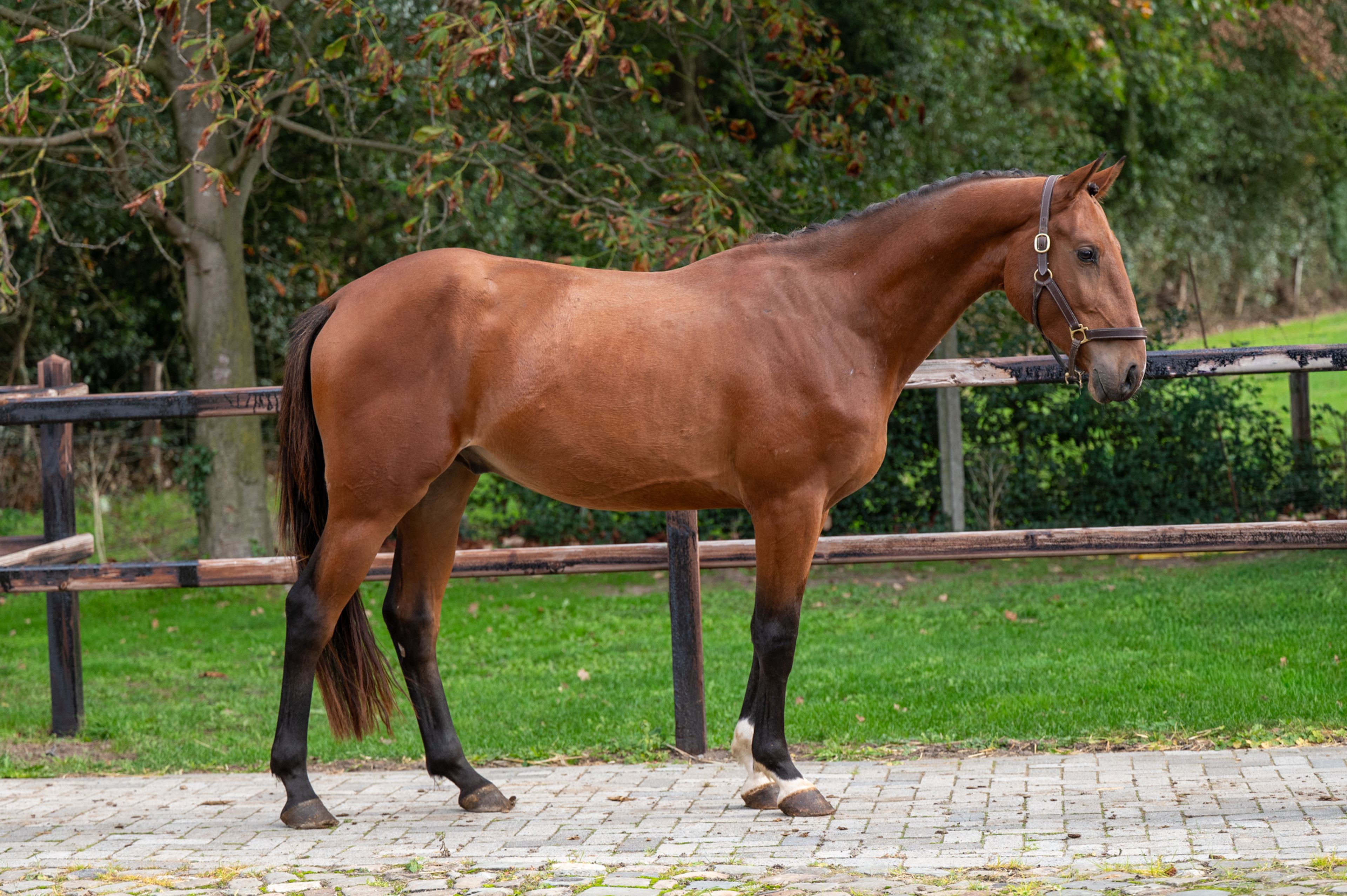 Exclusive Bro Z (ERMIATGE KALONE x DOMINATOR 2000 Z) - Image 2