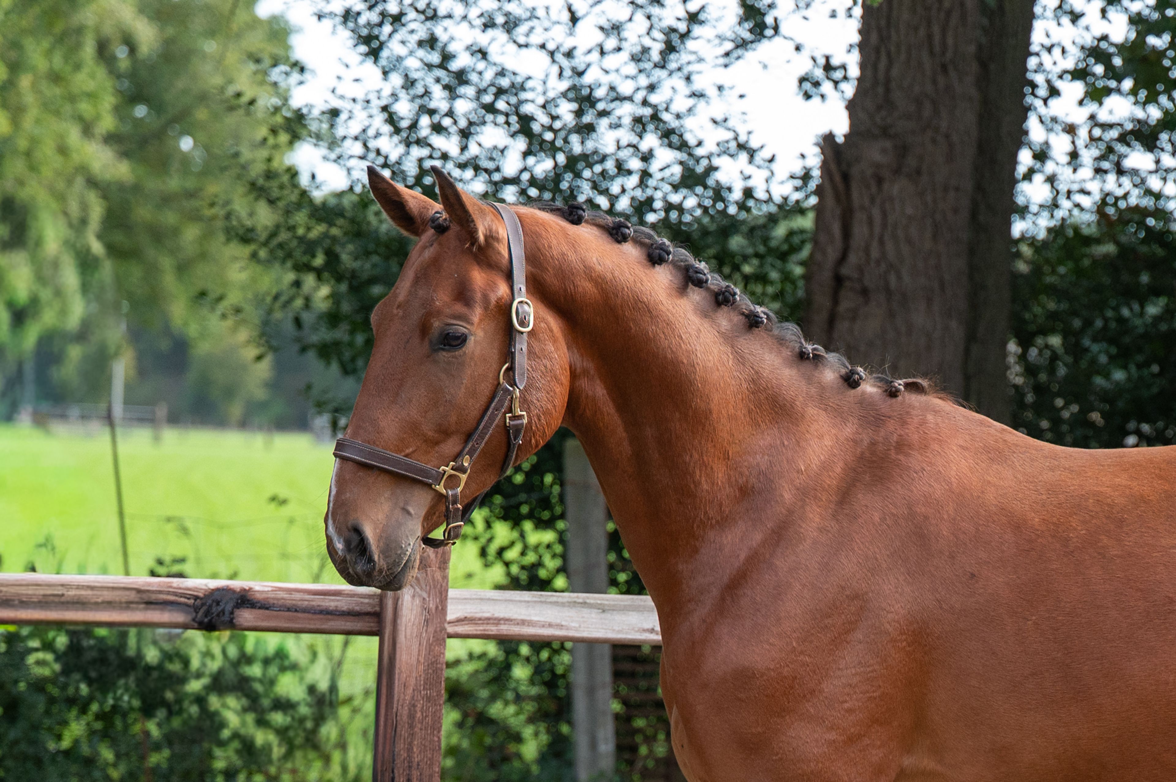 Exclusive Bro Z (ERMIATGE KALONE x DOMINATOR 2000 Z) - Image 3
