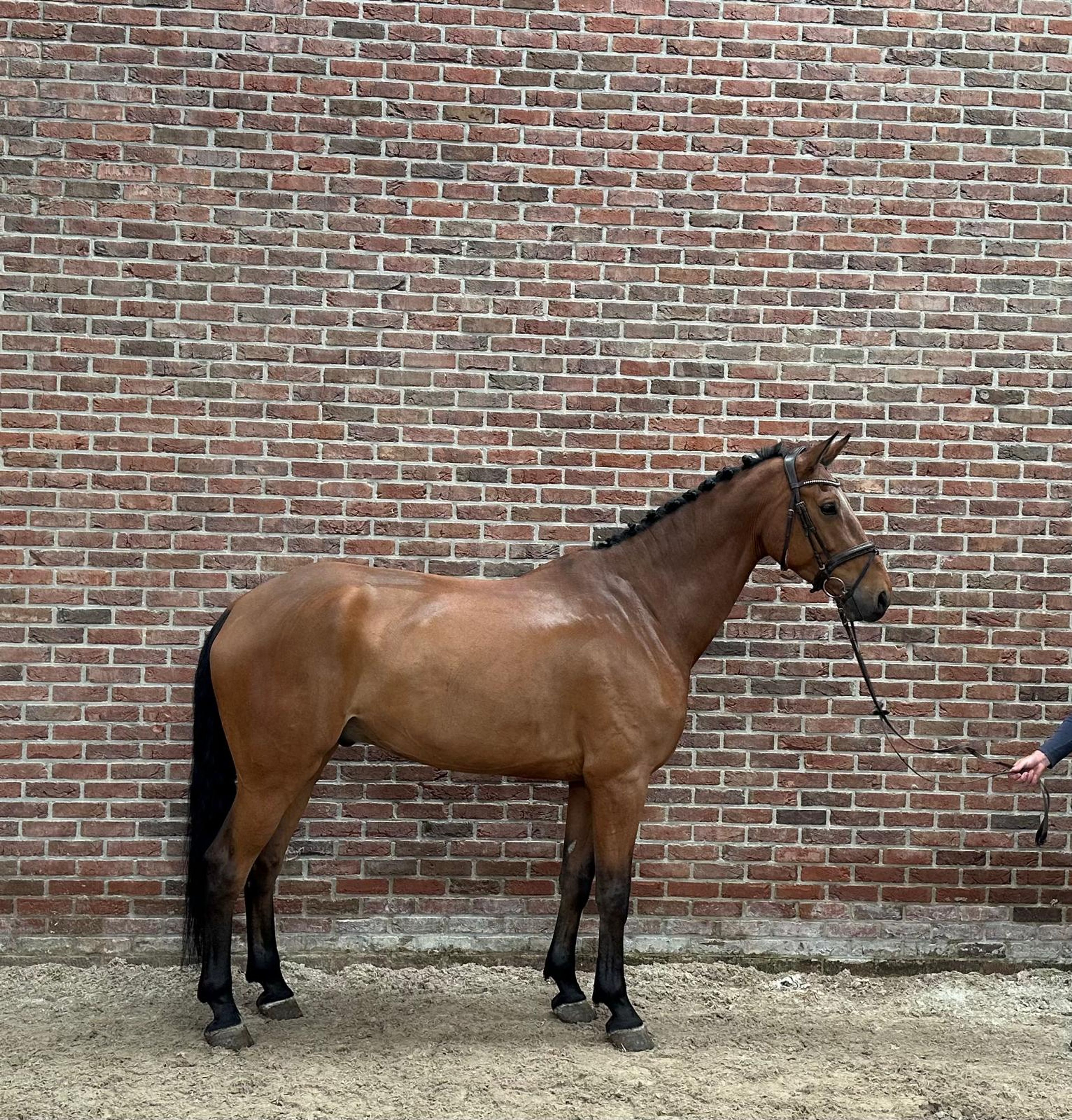Q-verditino ☆ (VDL GROEP VERDI x CARETINO) - Image 1