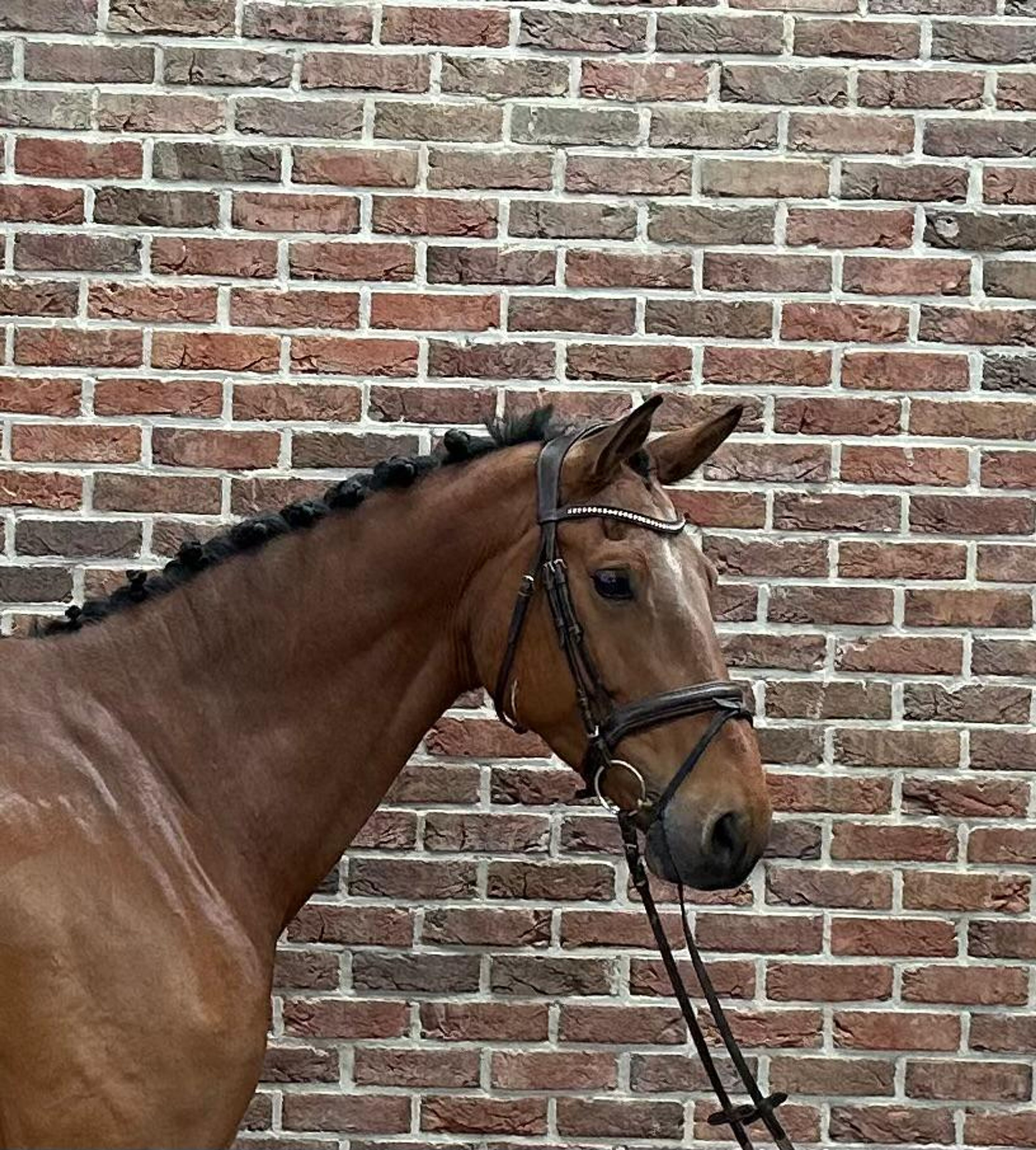Q-verditino ☆ (VDL GROEP VERDI x CARETINO) - Image 2