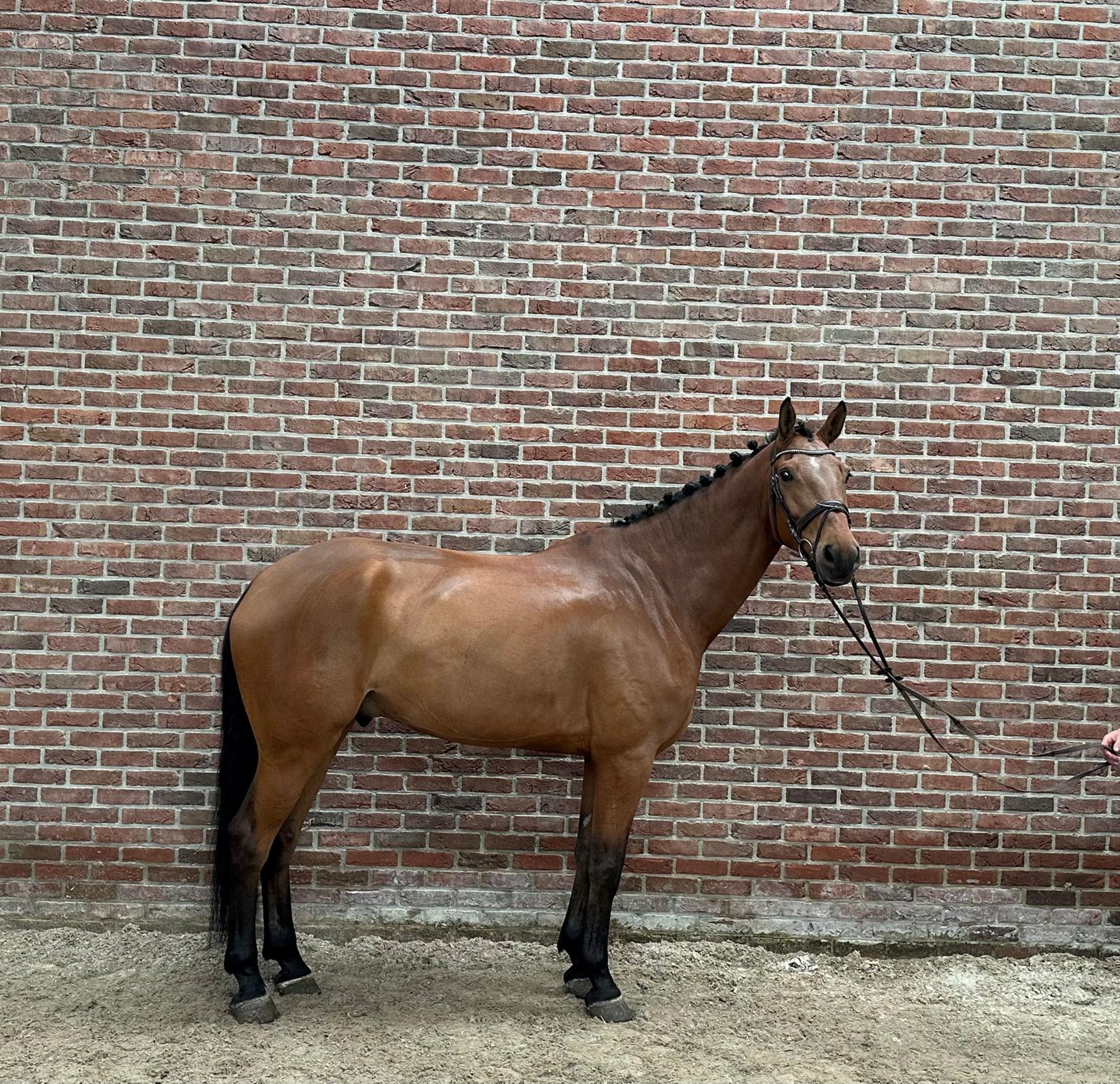 Q-verditino ☆ (VDL GROEP VERDI x CARETINO) - Image 3