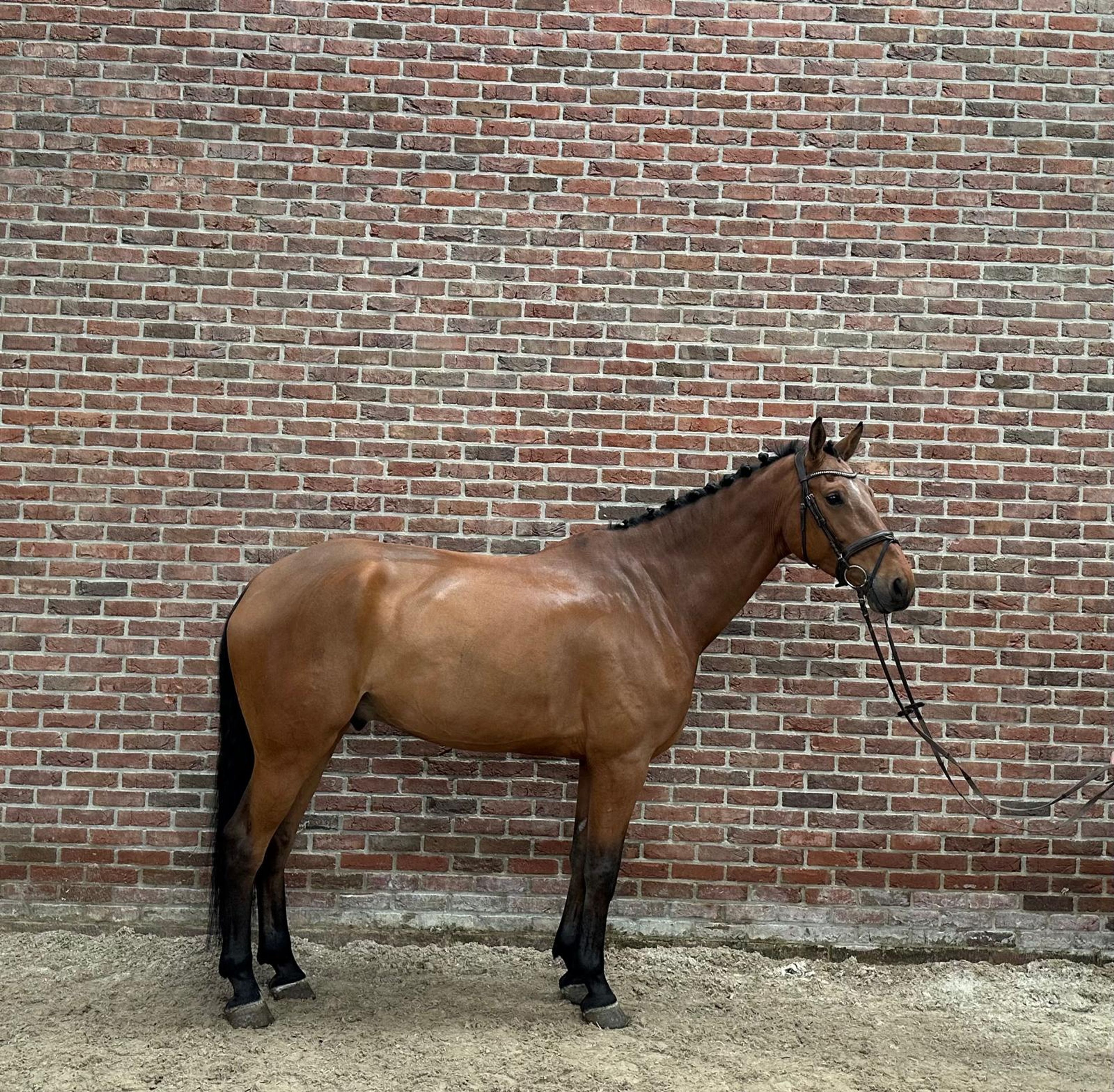 Q-verditino ☆ (VDL GROEP VERDI x CARETINO) - Image 4