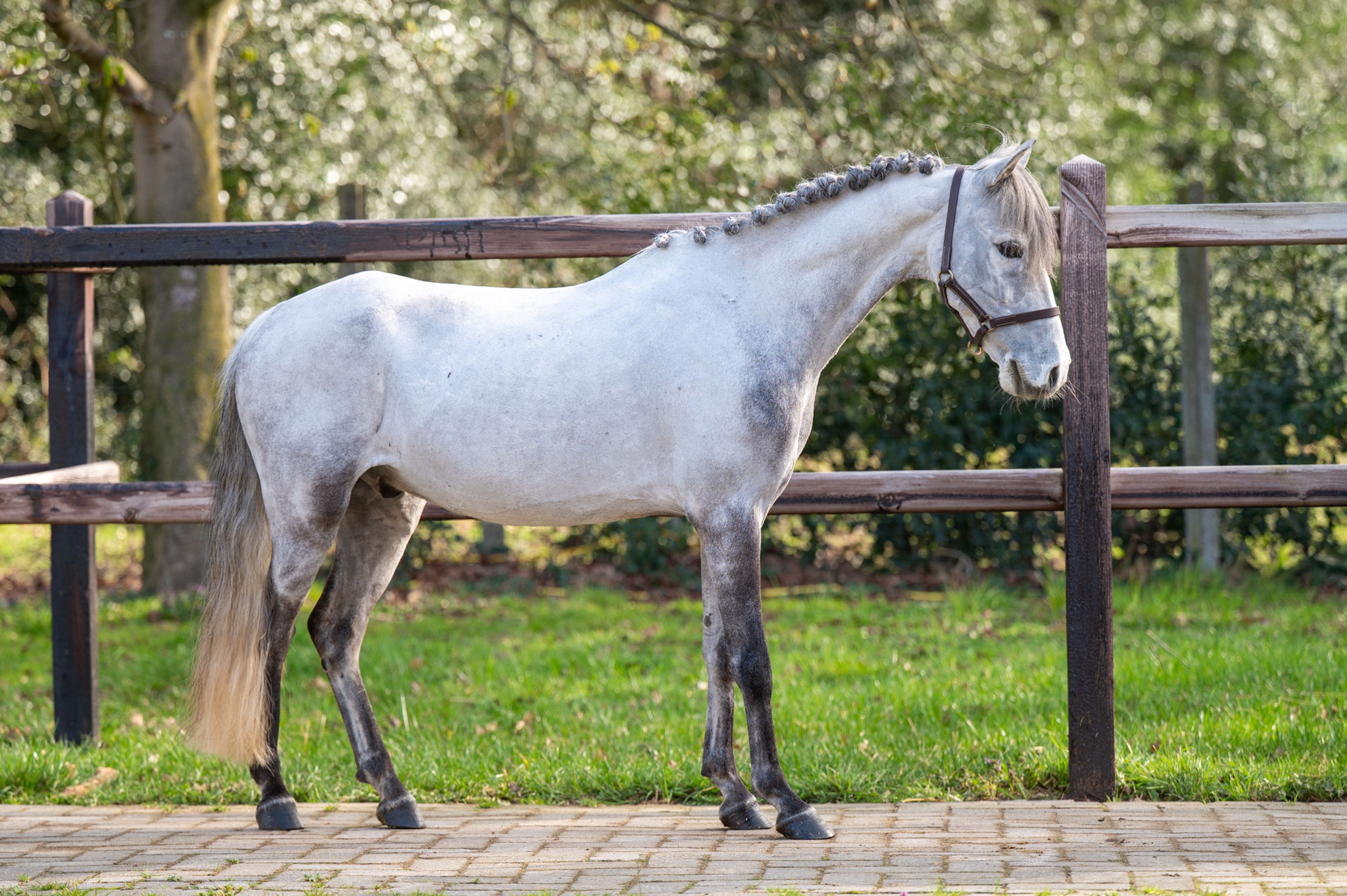 Tresor (UNKNOWN x UNKNOWN) - Image 3