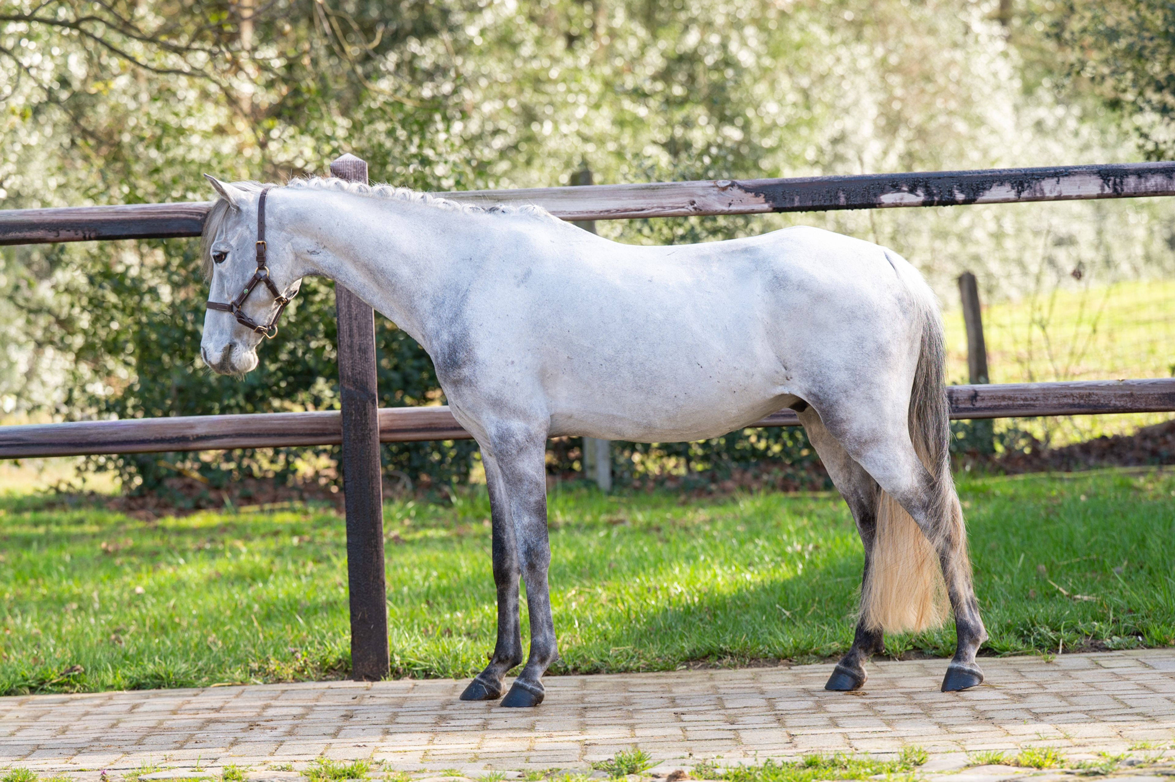 Tresor (UNKNOWN x UNKNOWN) - Image 6