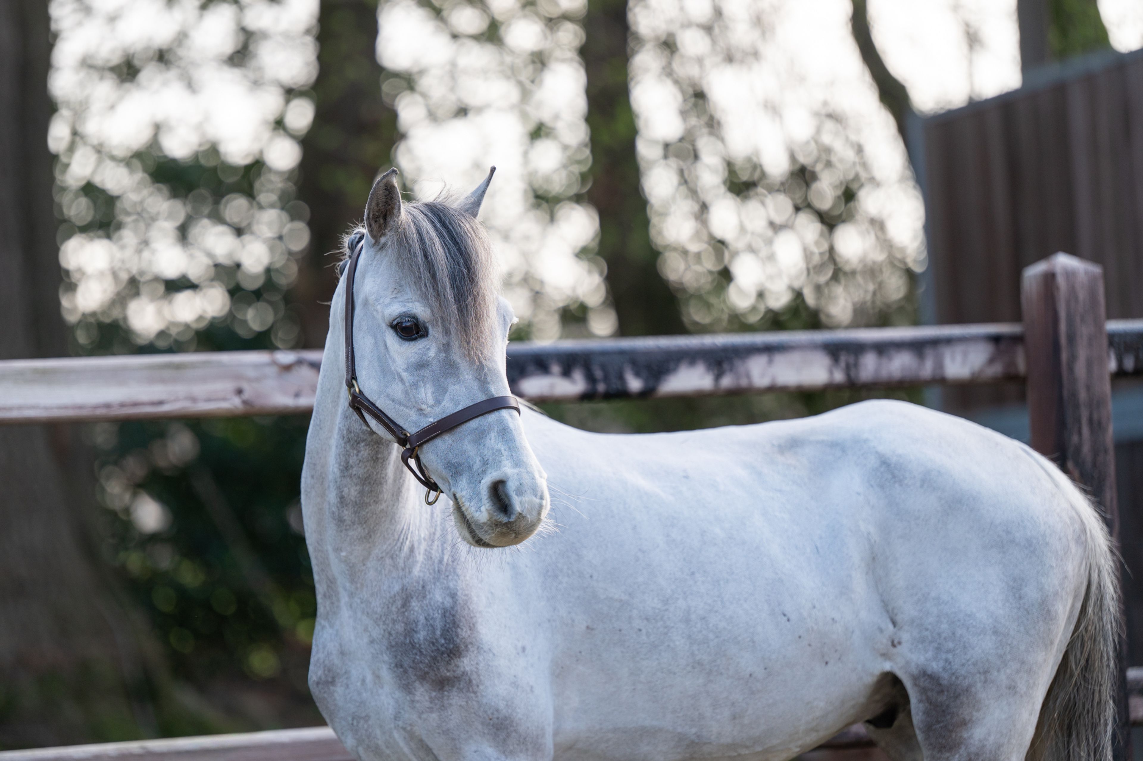 Tresor (UNKNOWN x UNKNOWN) - Image 7