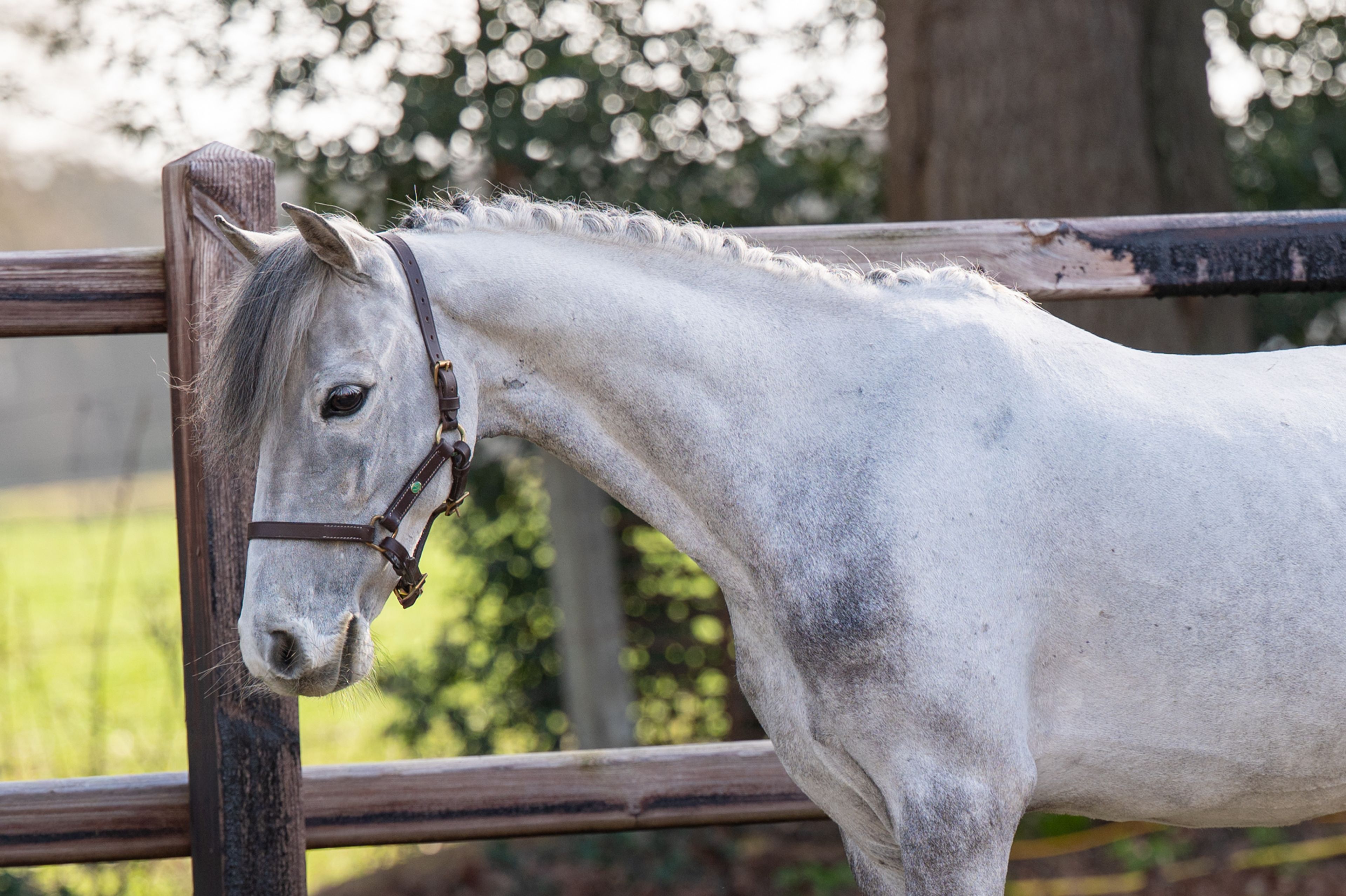 Tresor (UNKNOWN x UNKNOWN) - Image 8