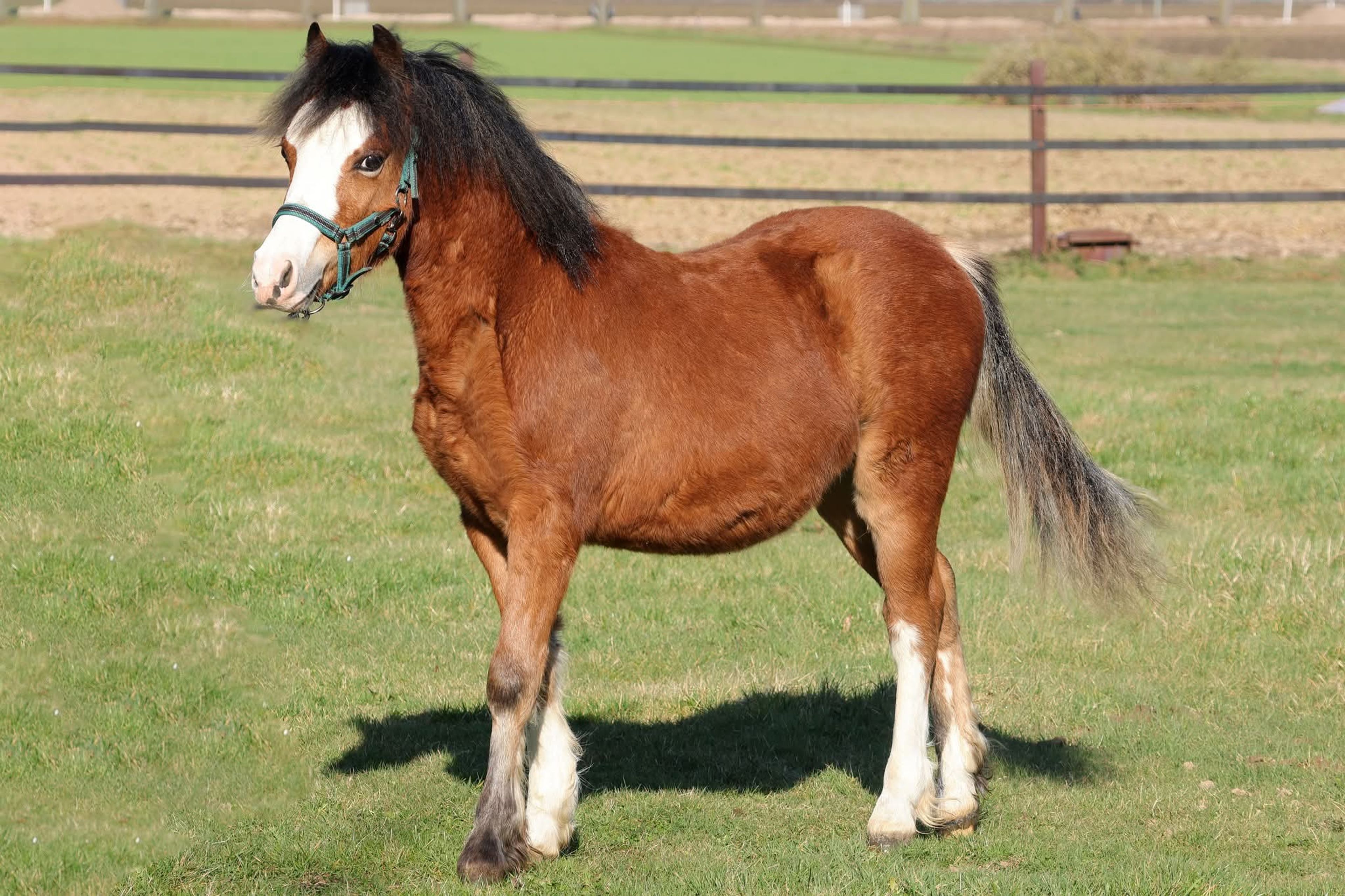 Dijks Freki - Image 2