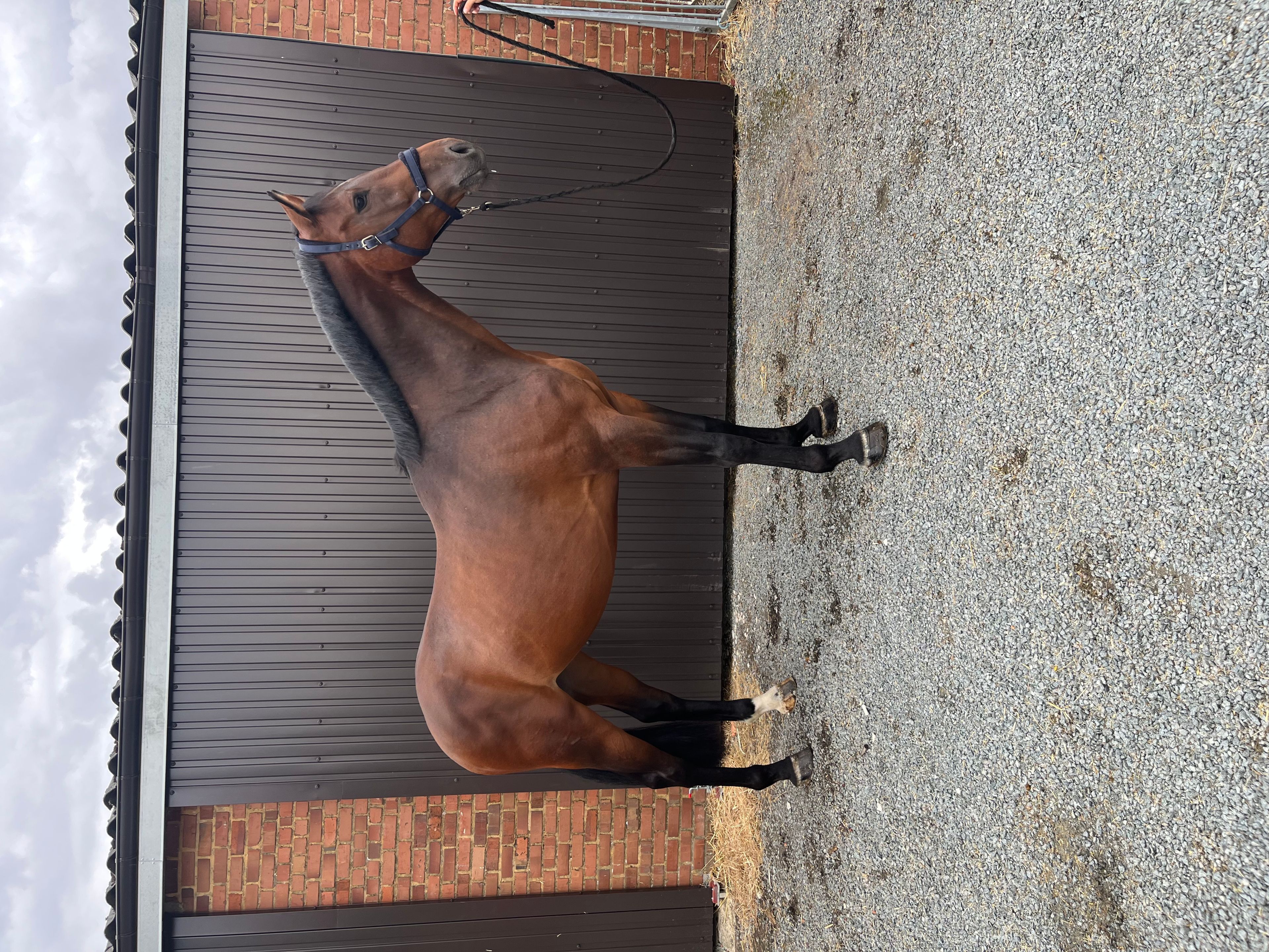 Crack Z (CORNET OBOLENSKY x VLEUT) - Image 1