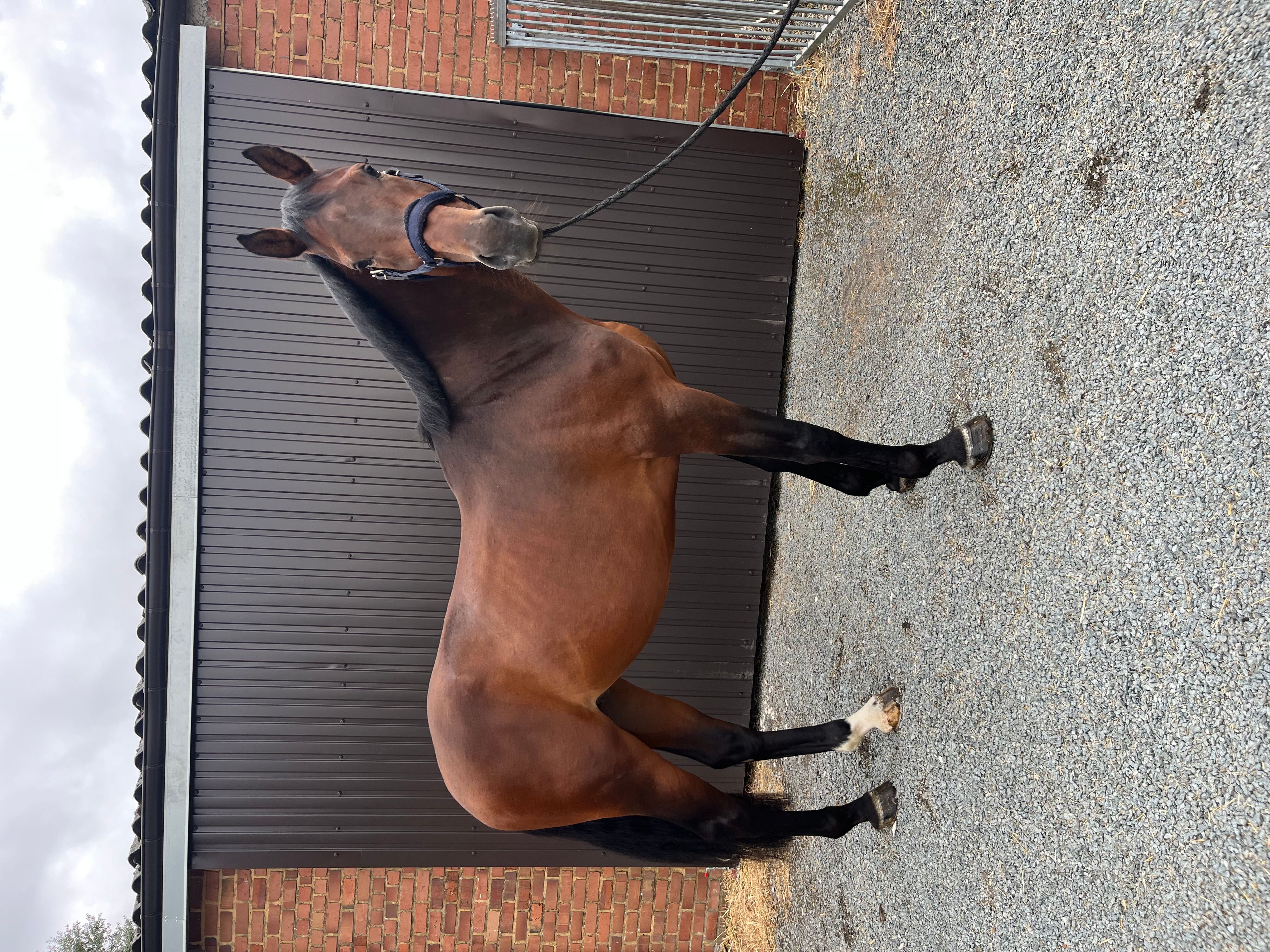 Crack Z (CORNET OBOLENSKY x VLEUT) - Image 2