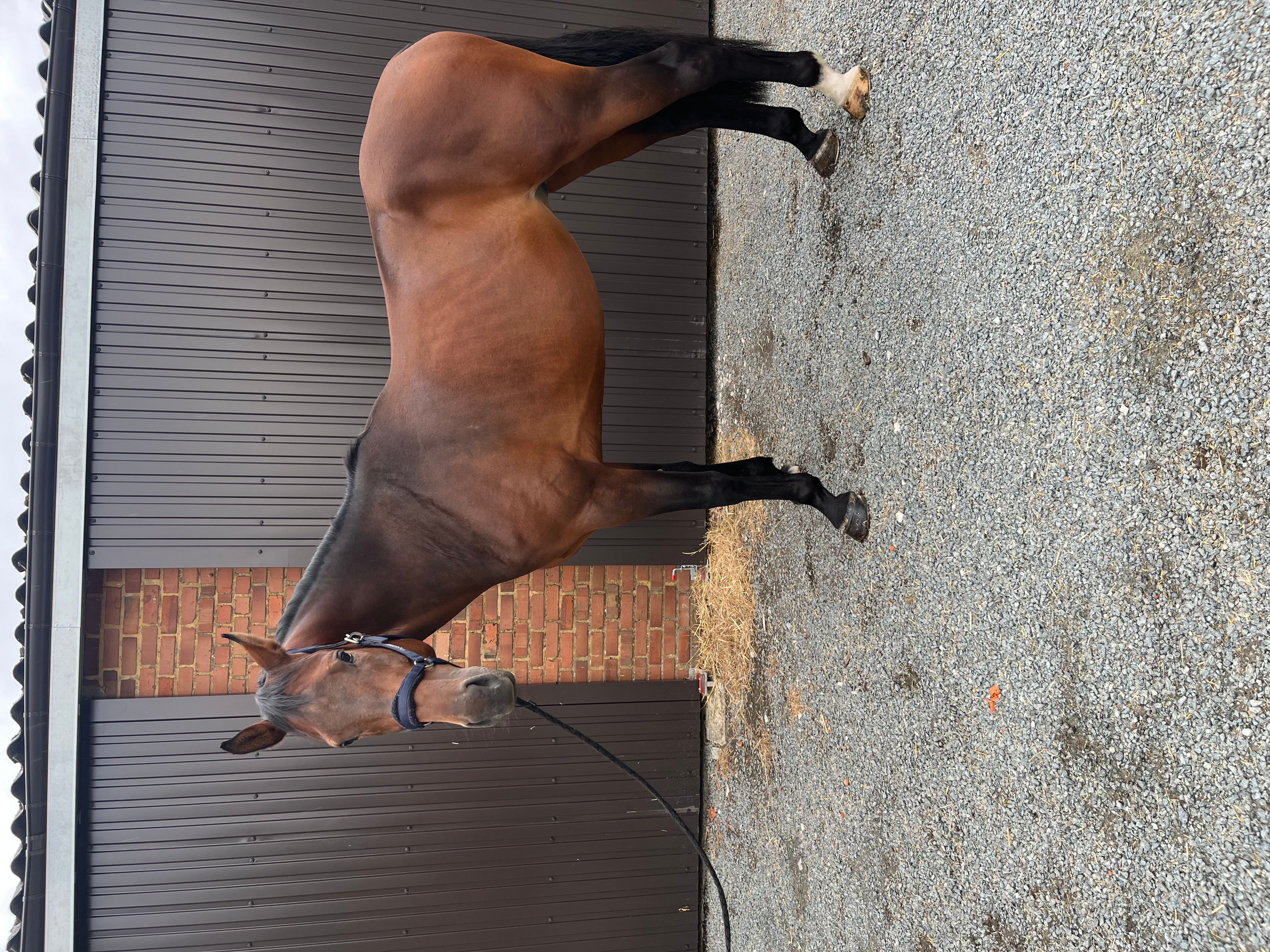 Crack Z (CORNET OBOLENSKY x VLEUT) - Image 3