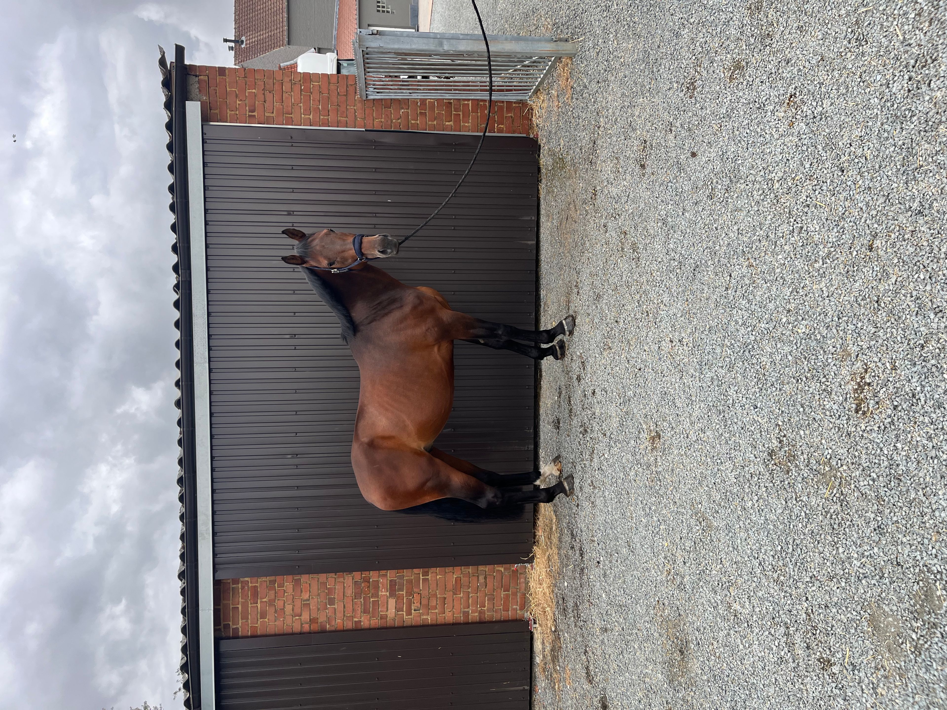 Crack Z (CORNET OBOLENSKY x VLEUT) - Image 6