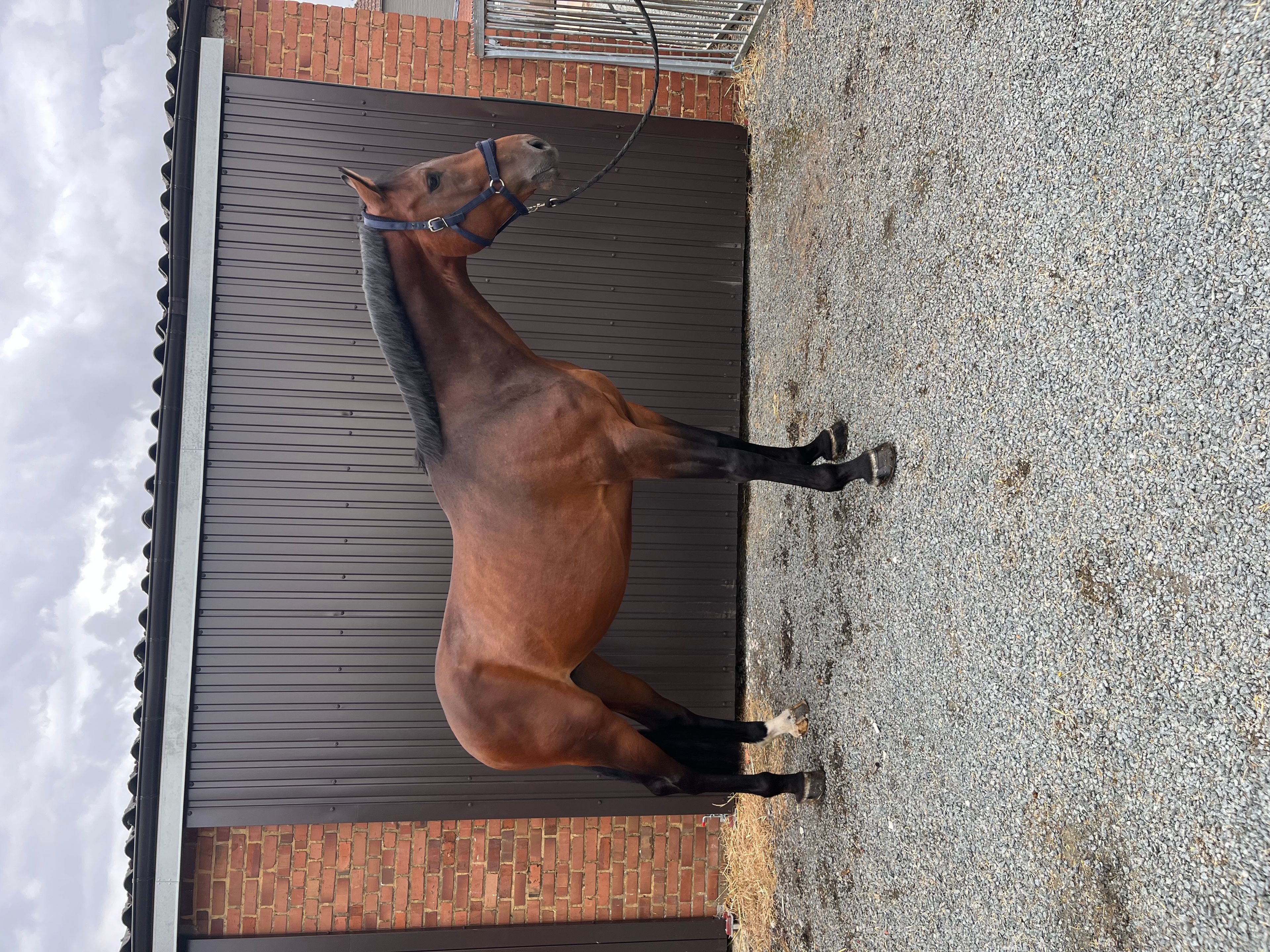 Crack Z (CORNET OBOLENSKY x VLEUT) - Image 7