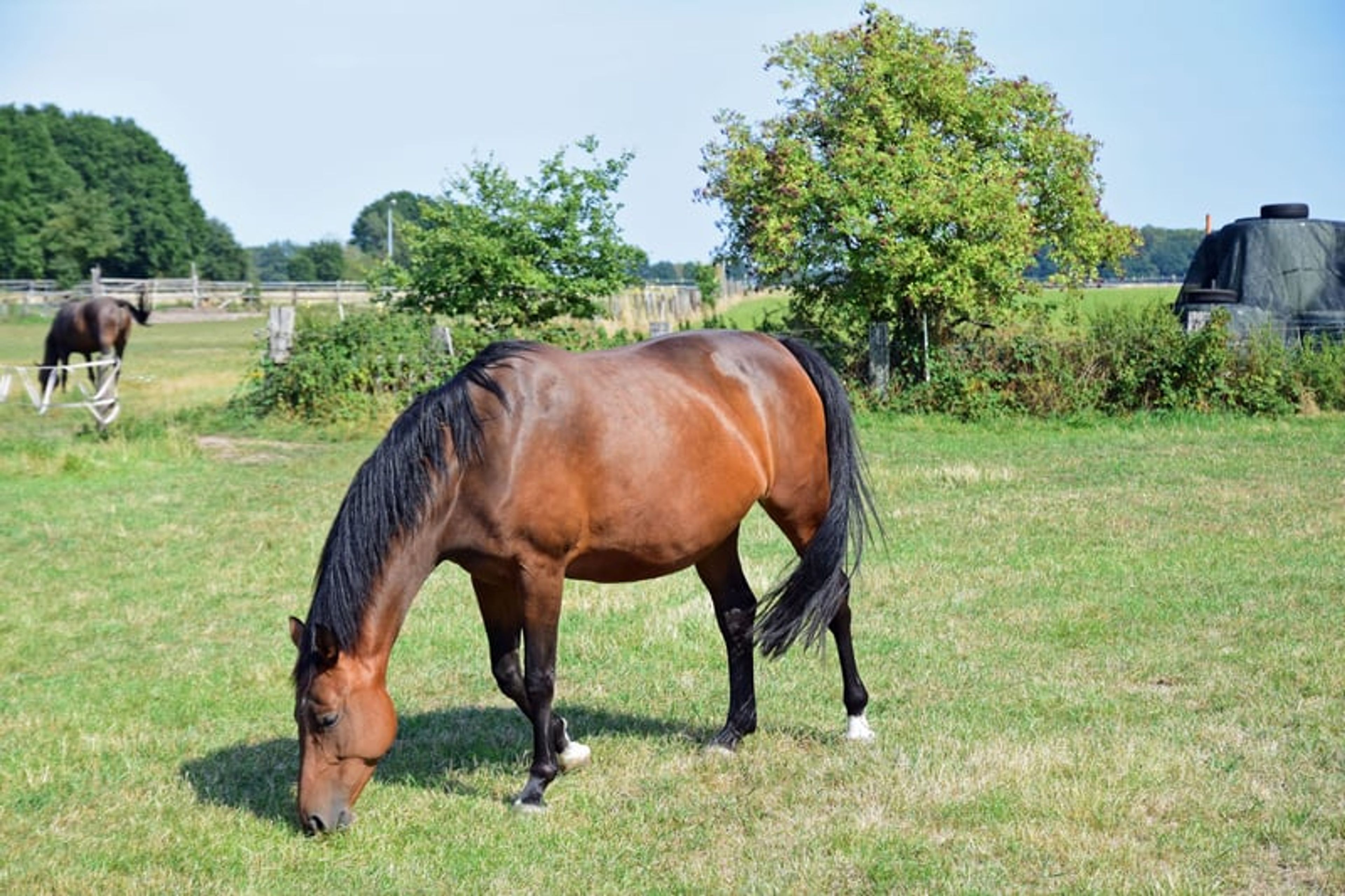 Successful NK, a wonderful, affectionate mare suitable as a broodmare or riding horse
