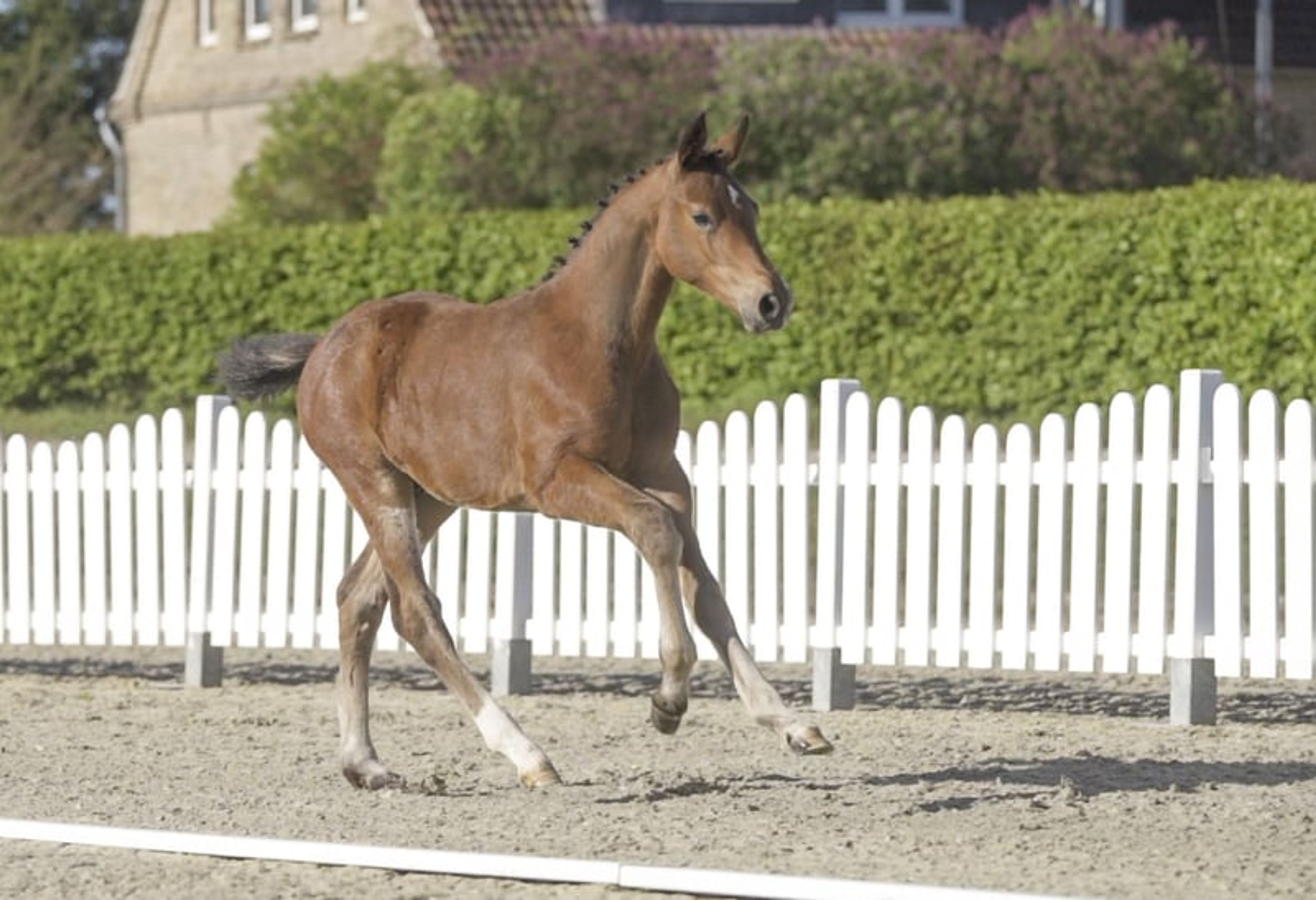 Successful NK, a wonderful, affectionate mare suitable as a broodmare or riding horse - Image 2