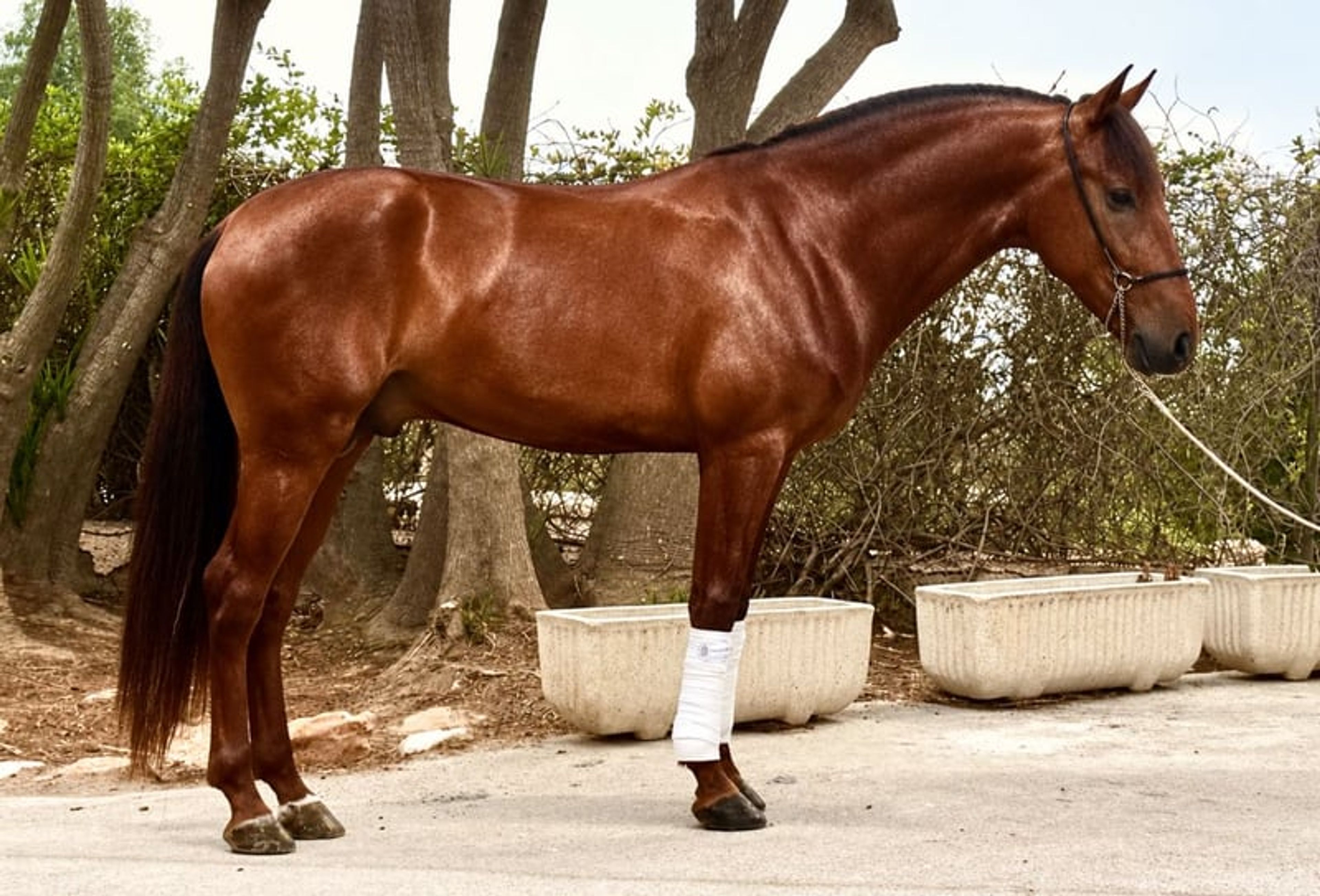 Stunningly beautiful, baroque dark chestnut gelding