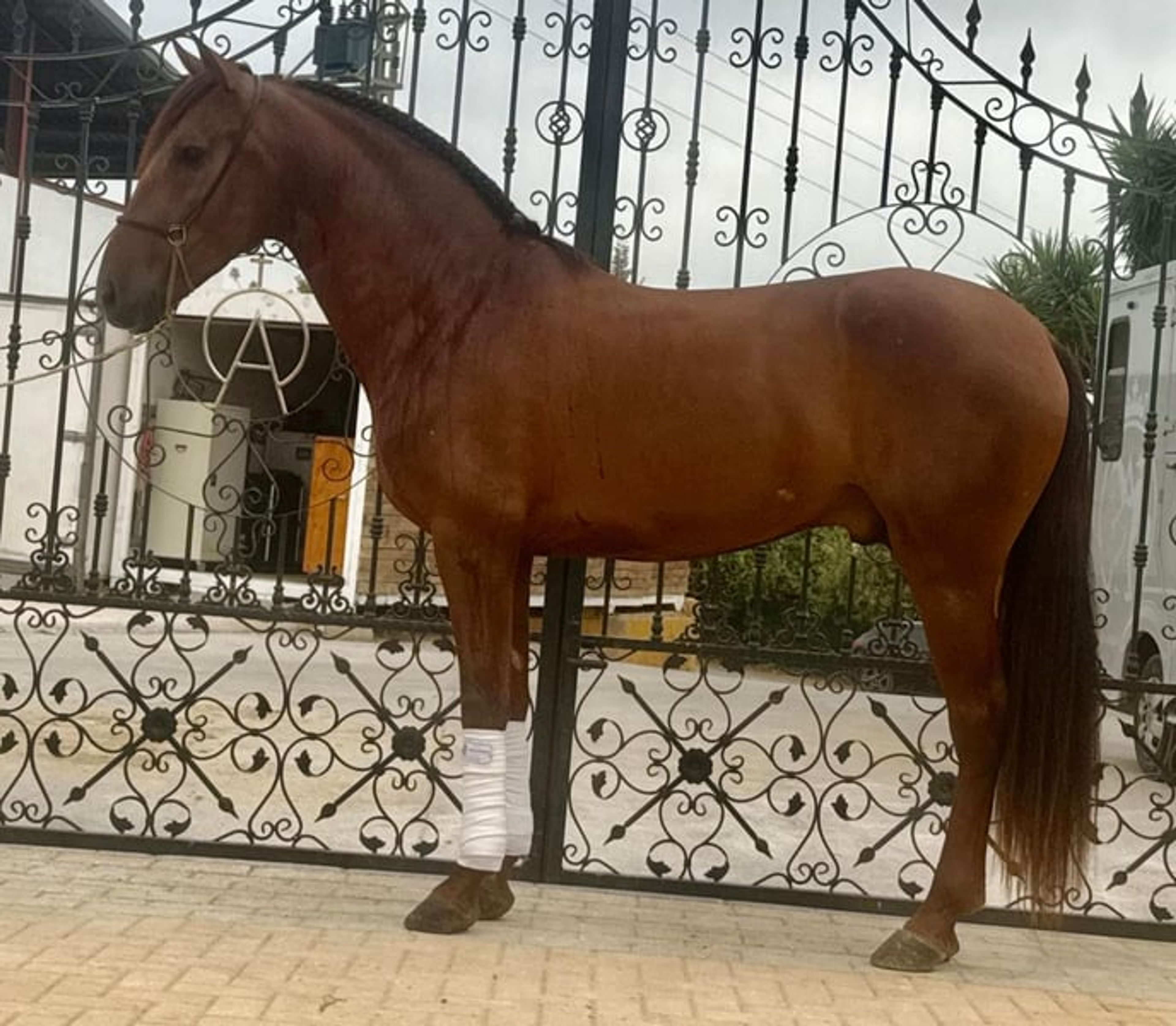 Stunningly beautiful, baroque dark chestnut gelding - Image 2