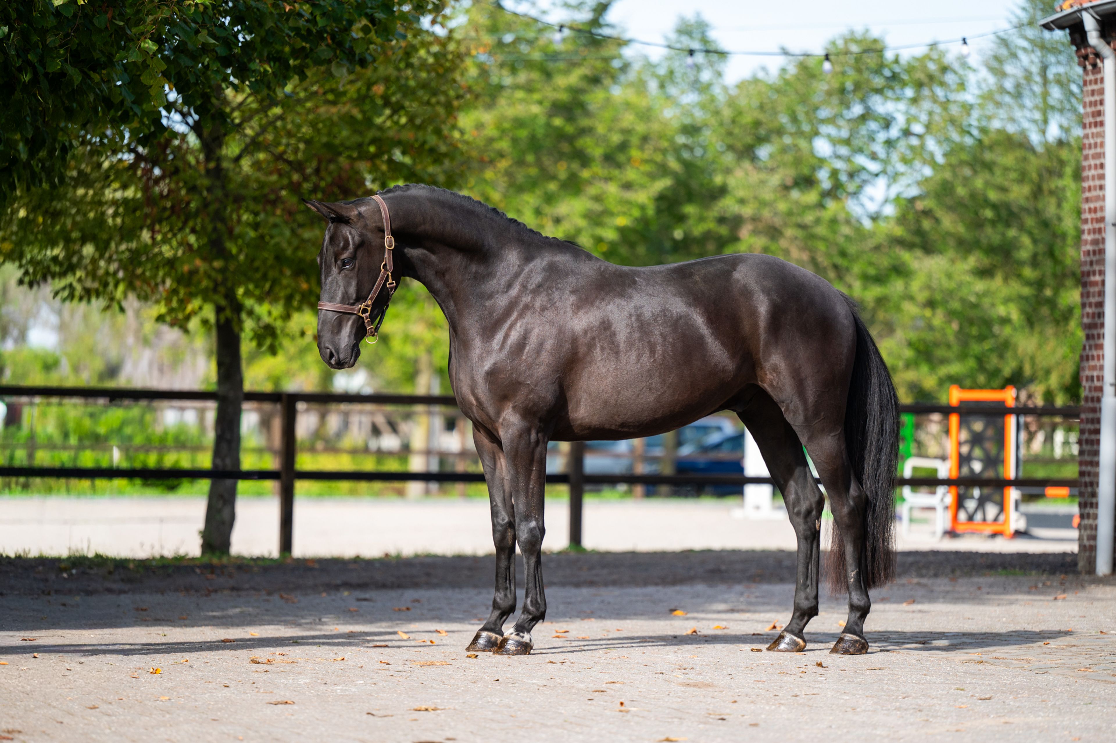 Inferno Z (I'M SPECIAL DE MUZE x POLIDIKTUS VD HELLE)