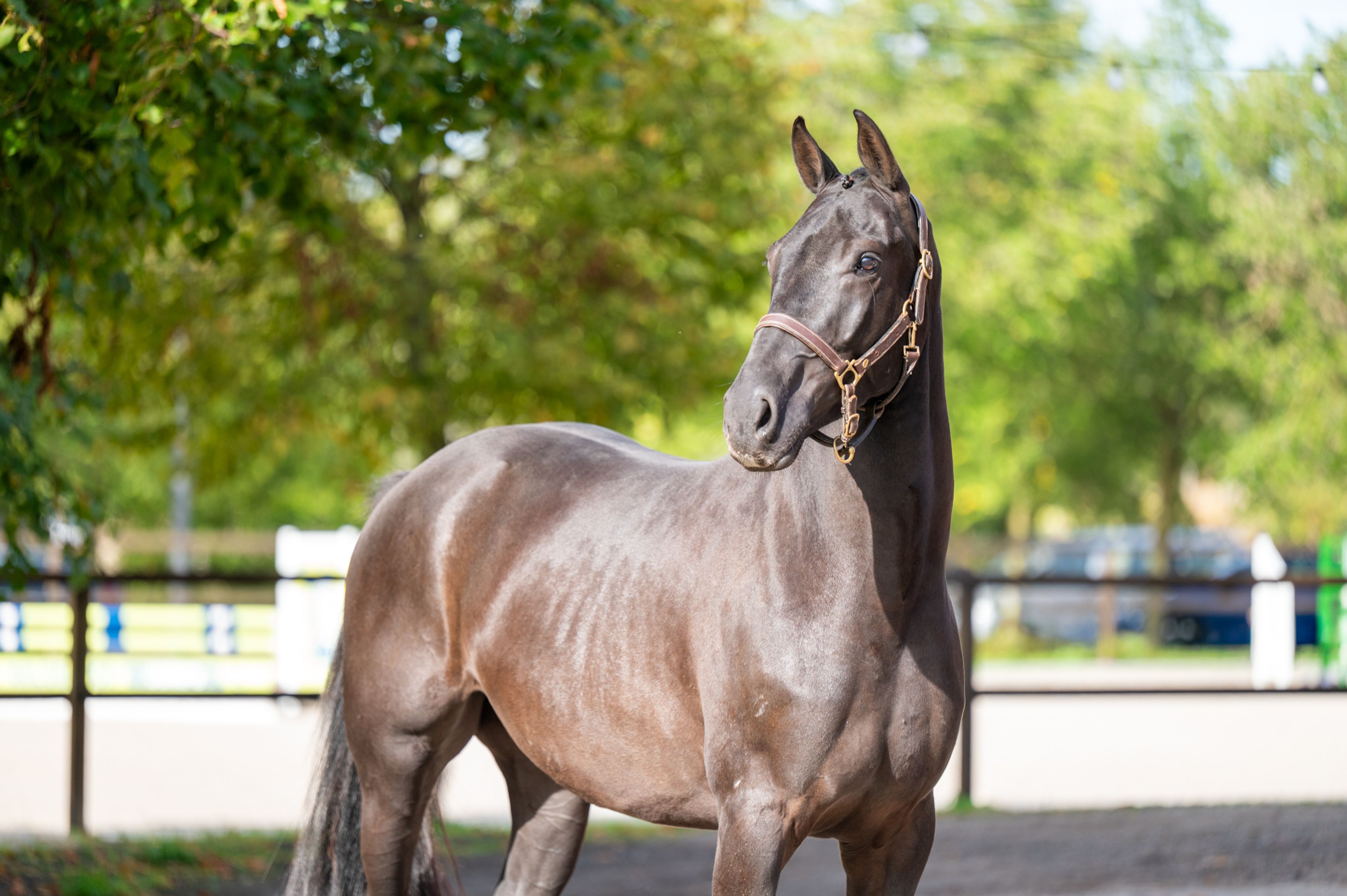 Inferno Z (I'M SPECIAL DE MUZE x POLIDIKTUS VD HELLE) - Image 2