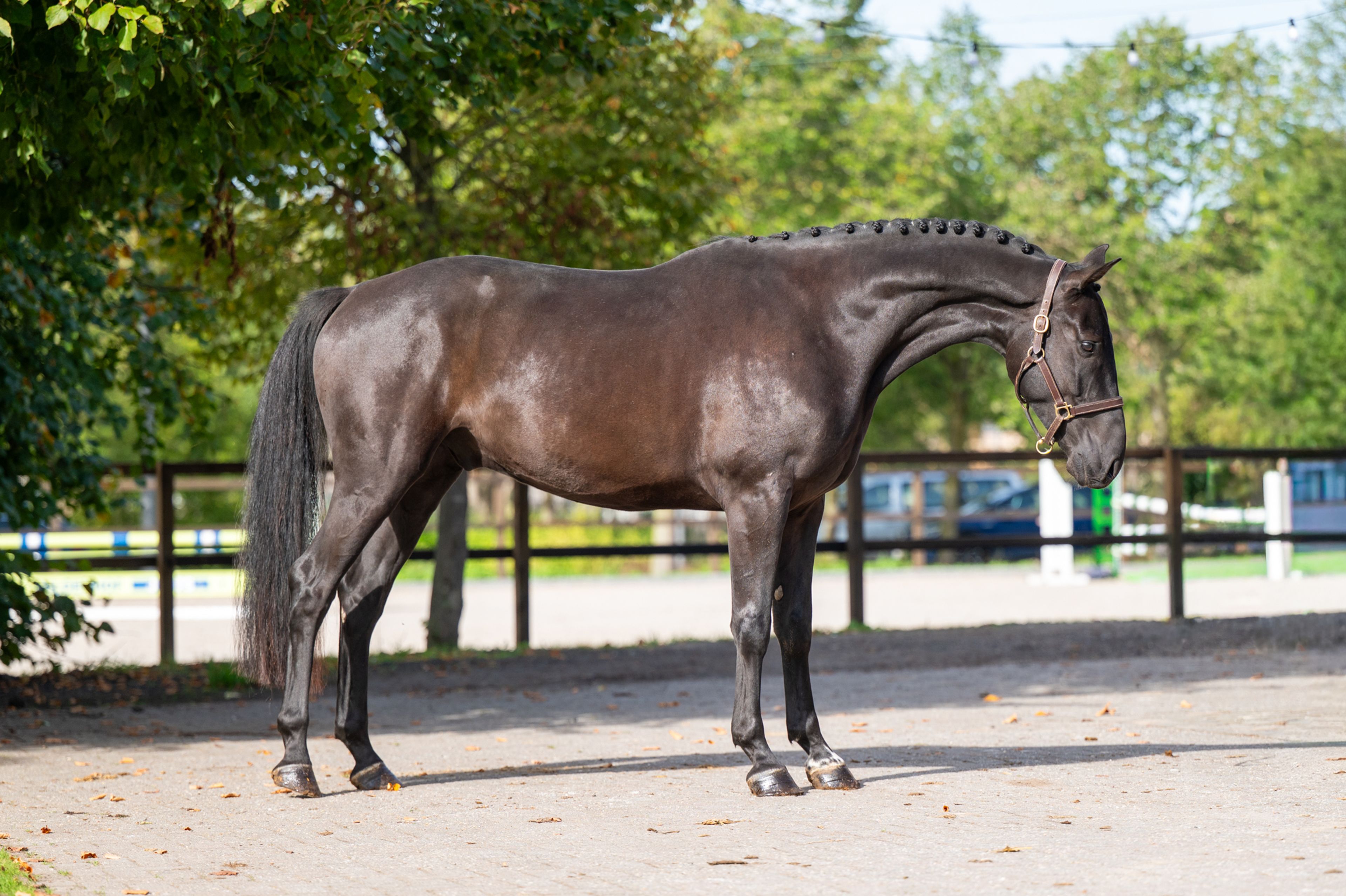 Inferno Z (I'M SPECIAL DE MUZE x POLIDIKTUS VD HELLE) - Image 3