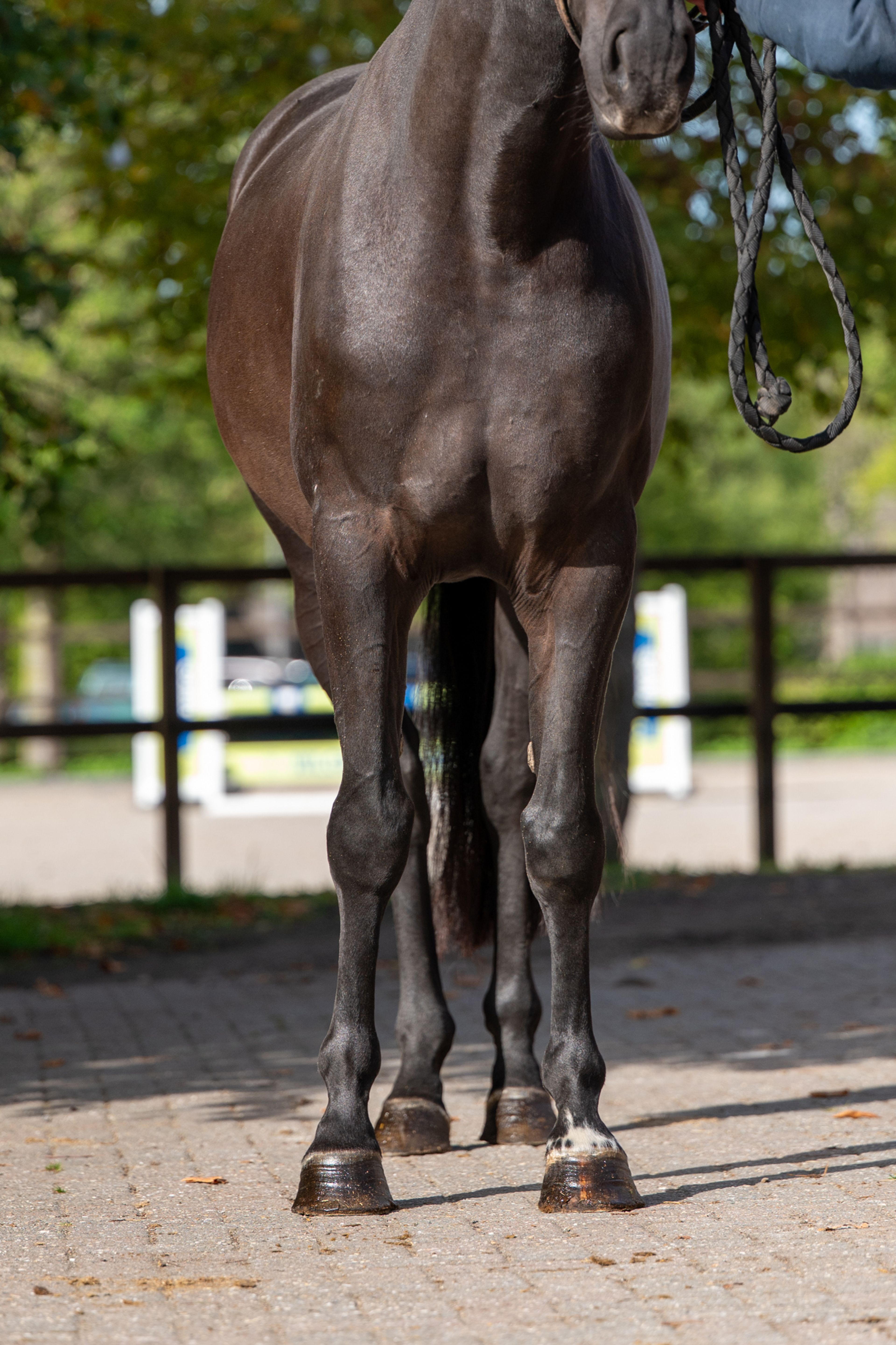 Inferno Z (I'M SPECIAL DE MUZE x POLIDIKTUS VD HELLE) - Image 6