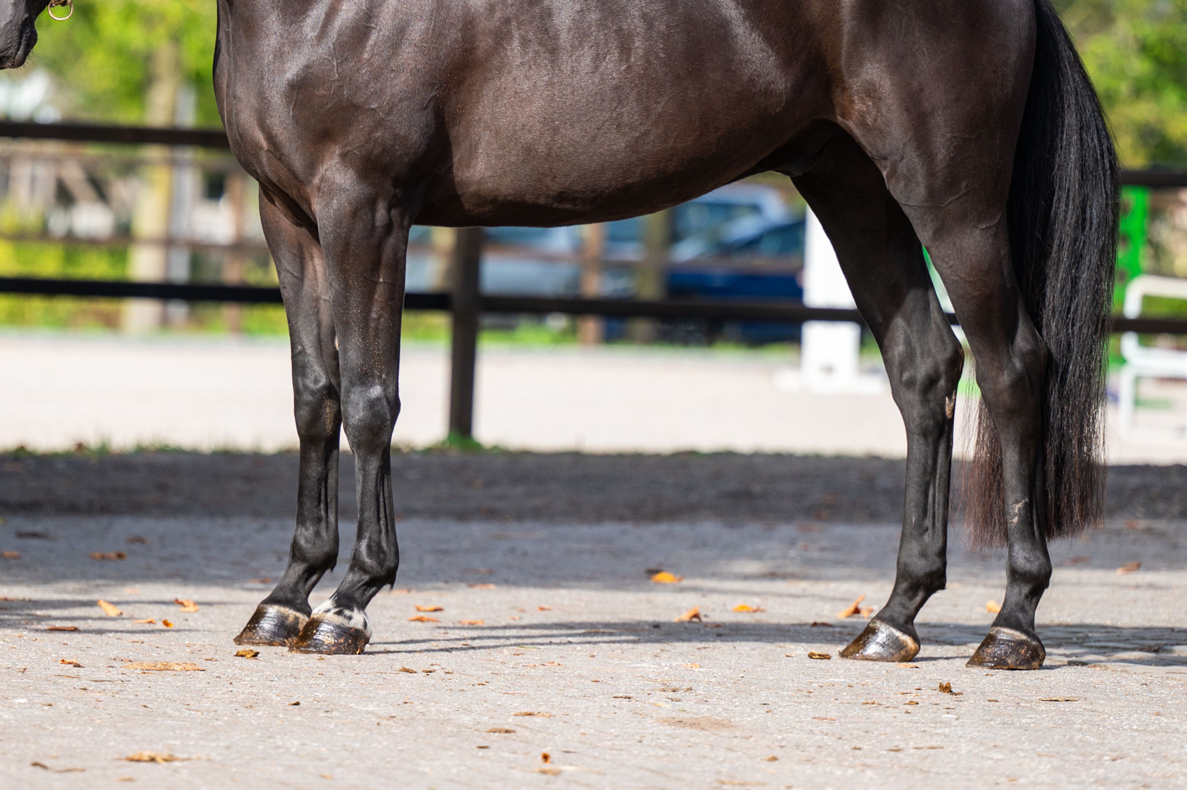 Inferno Z (I'M SPECIAL DE MUZE x POLIDIKTUS VD HELLE) - Image 7