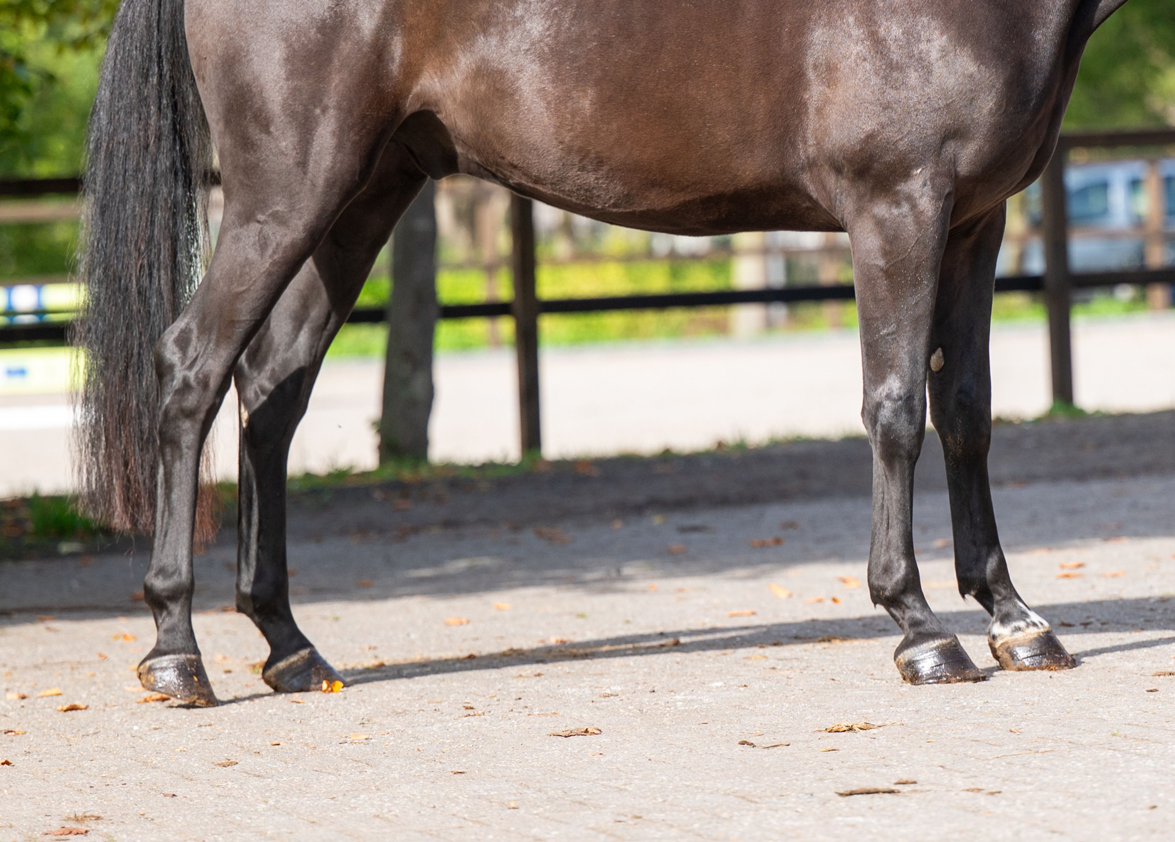 Inferno Z (I'M SPECIAL DE MUZE x POLIDIKTUS VD HELLE) - Image 8