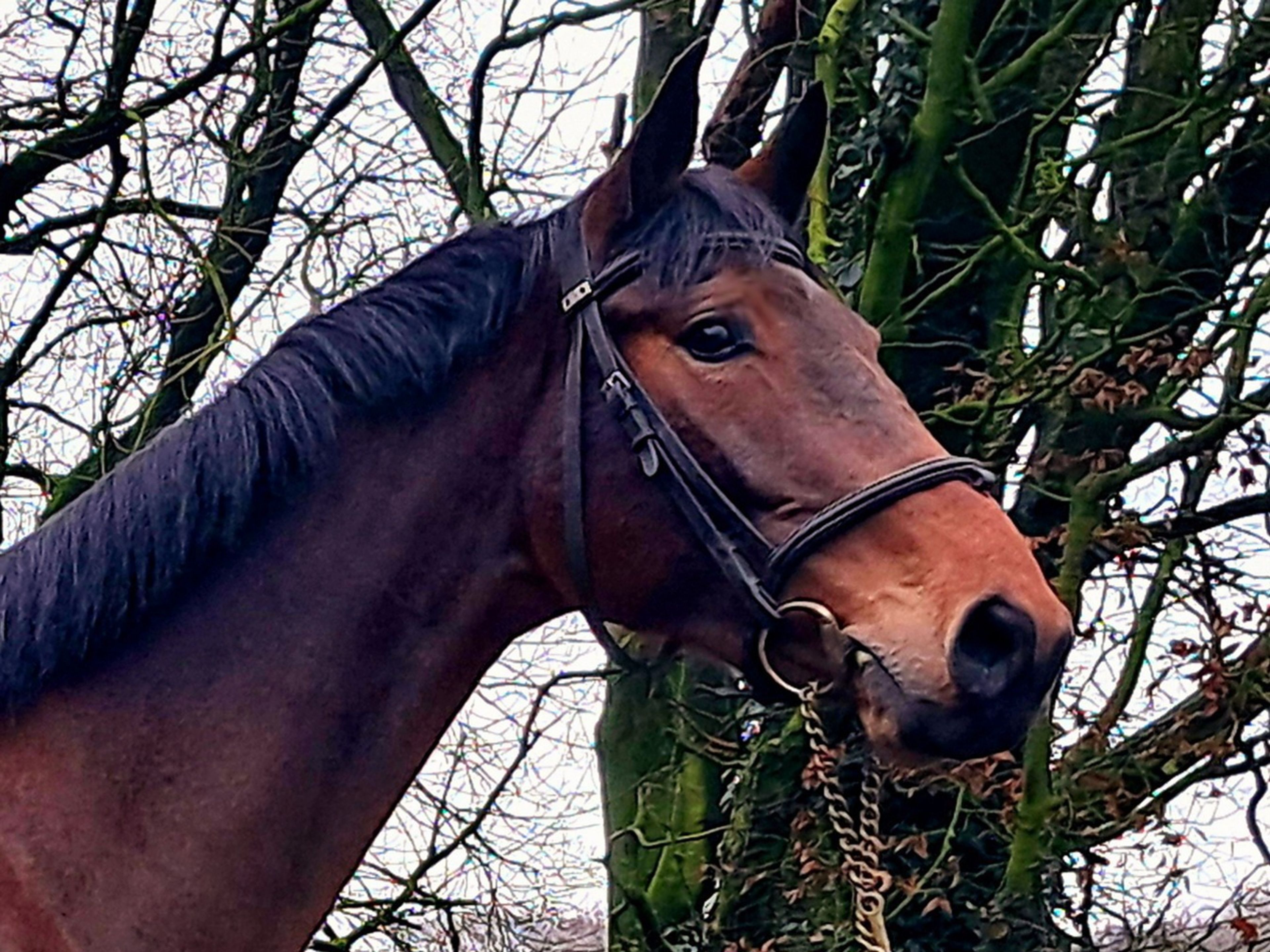 Sunny Boy (CARRERA VDL x HOLD UP PREMIER) - Image 2