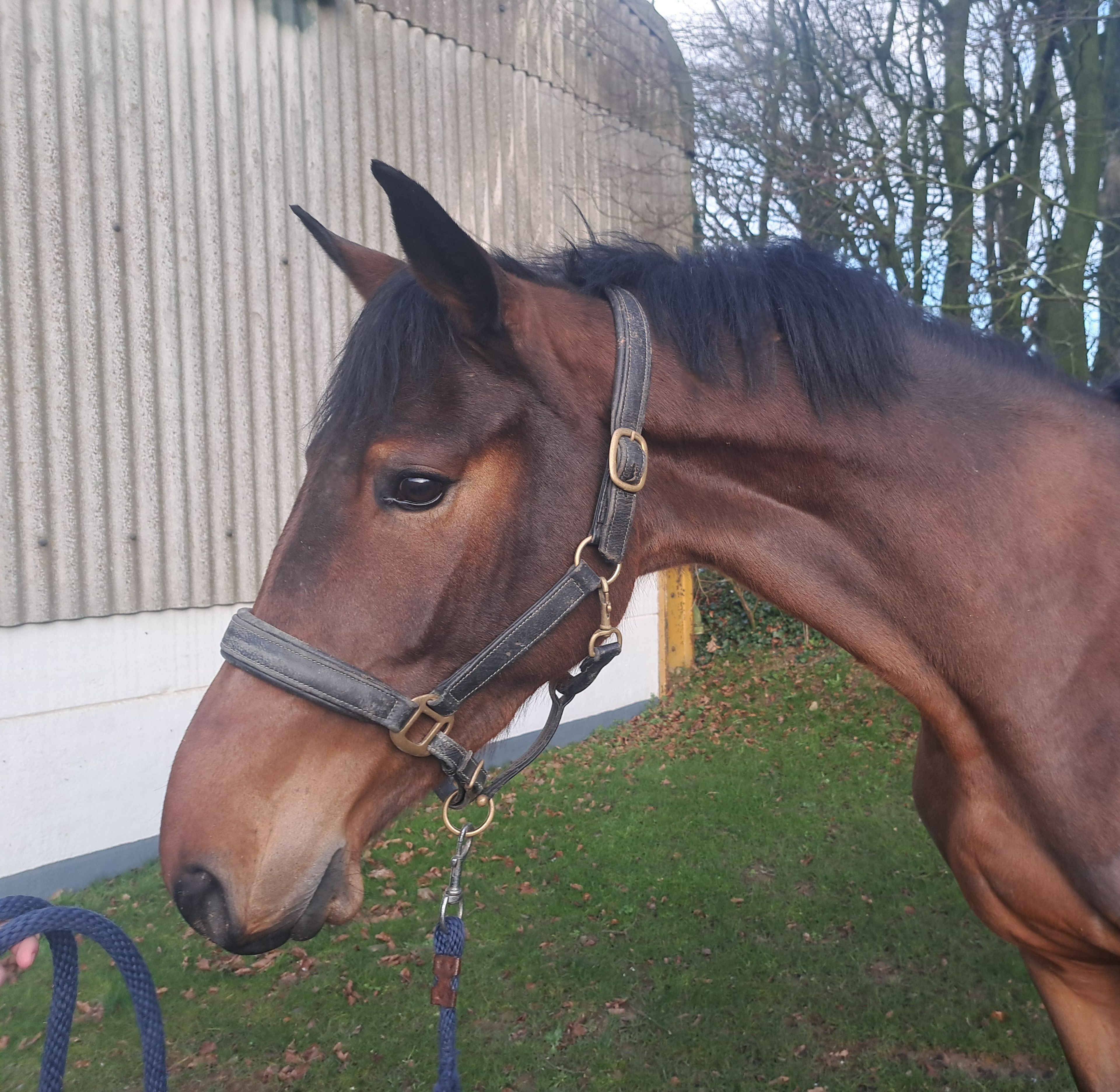 Sunny Boy (CARRERA VDL x HOLD UP PREMIER) - Image 3