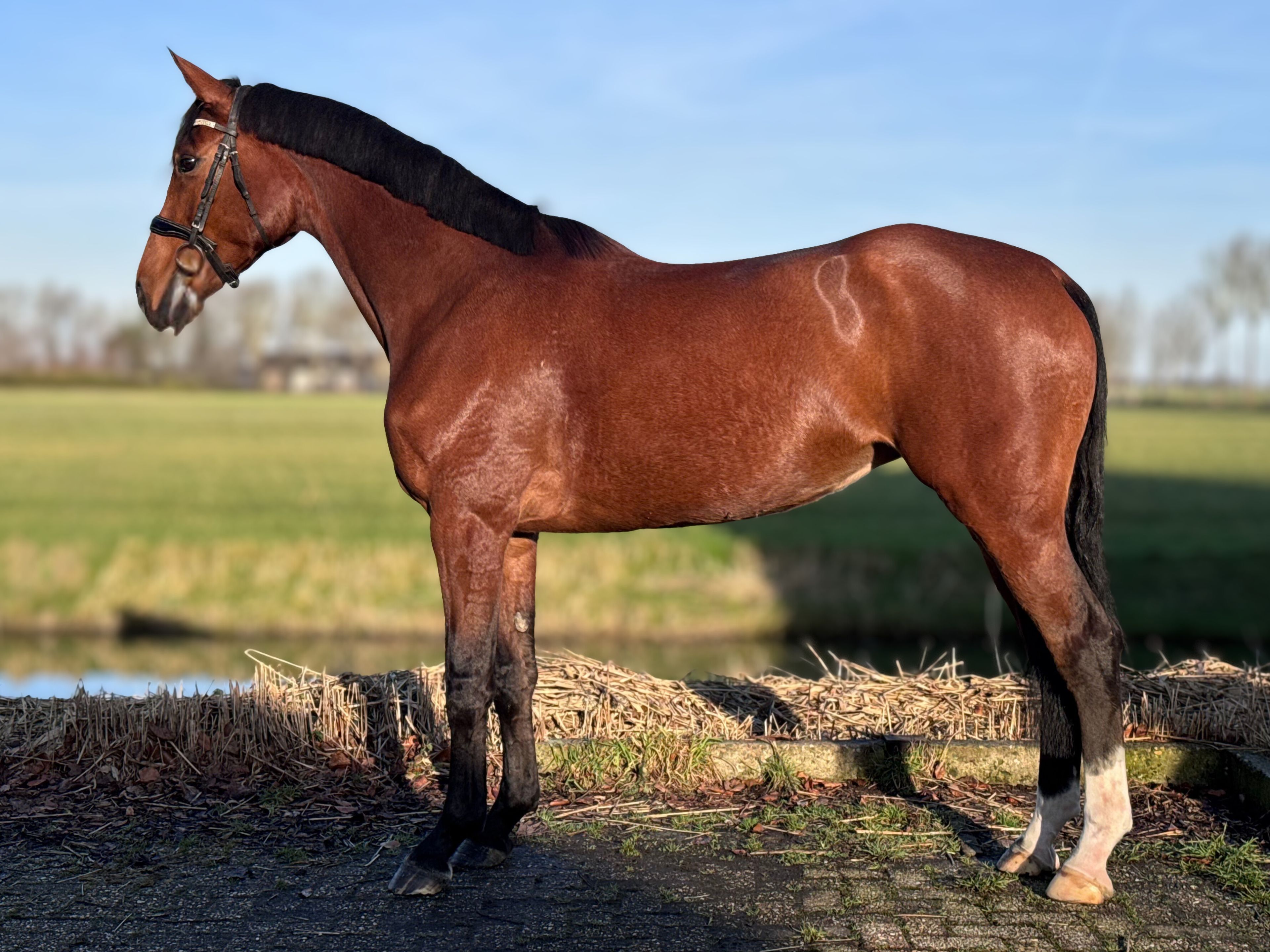 Taurus x mon cheri - Image 1