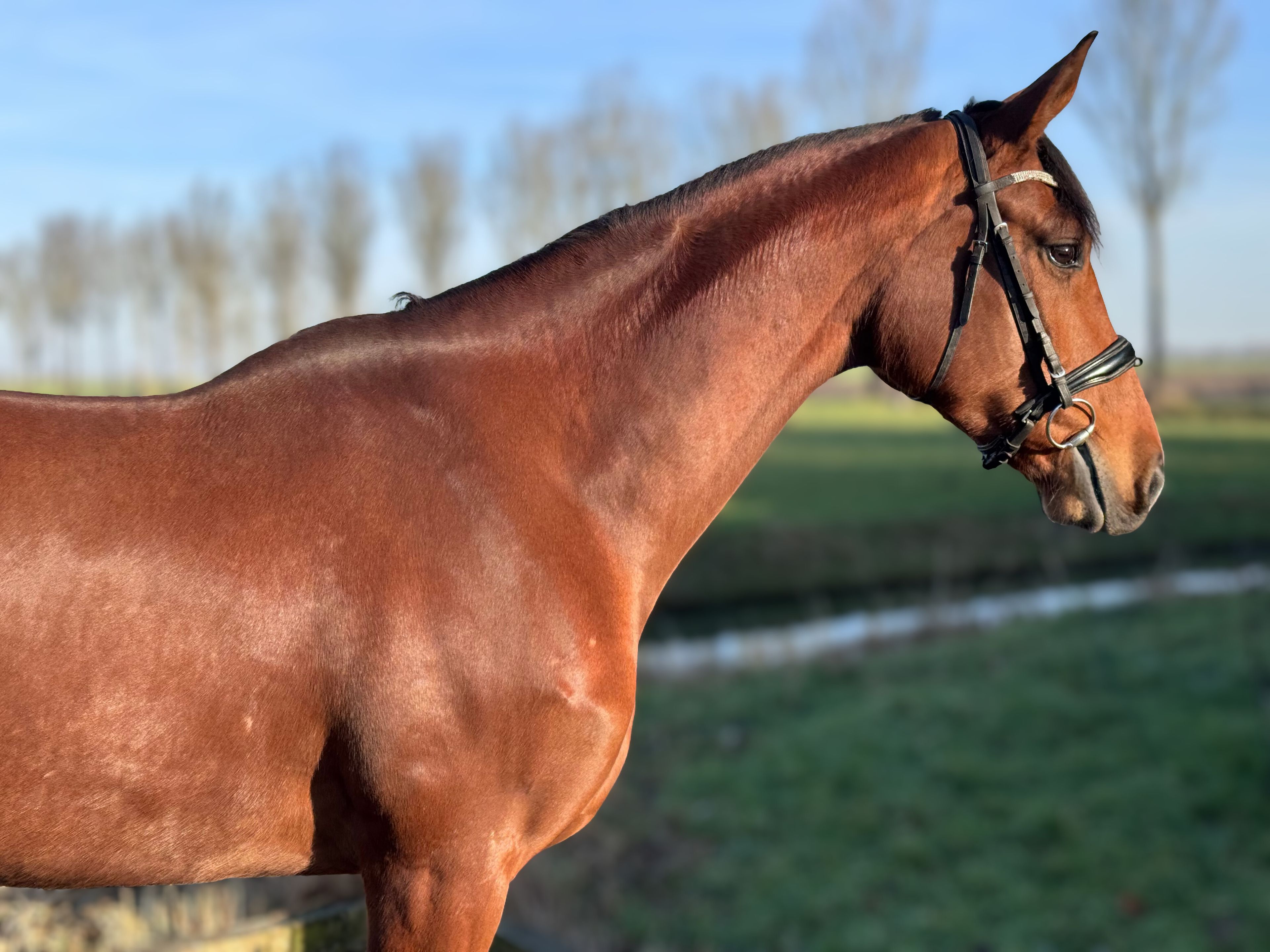 Taurus x mon cheri - Image 3