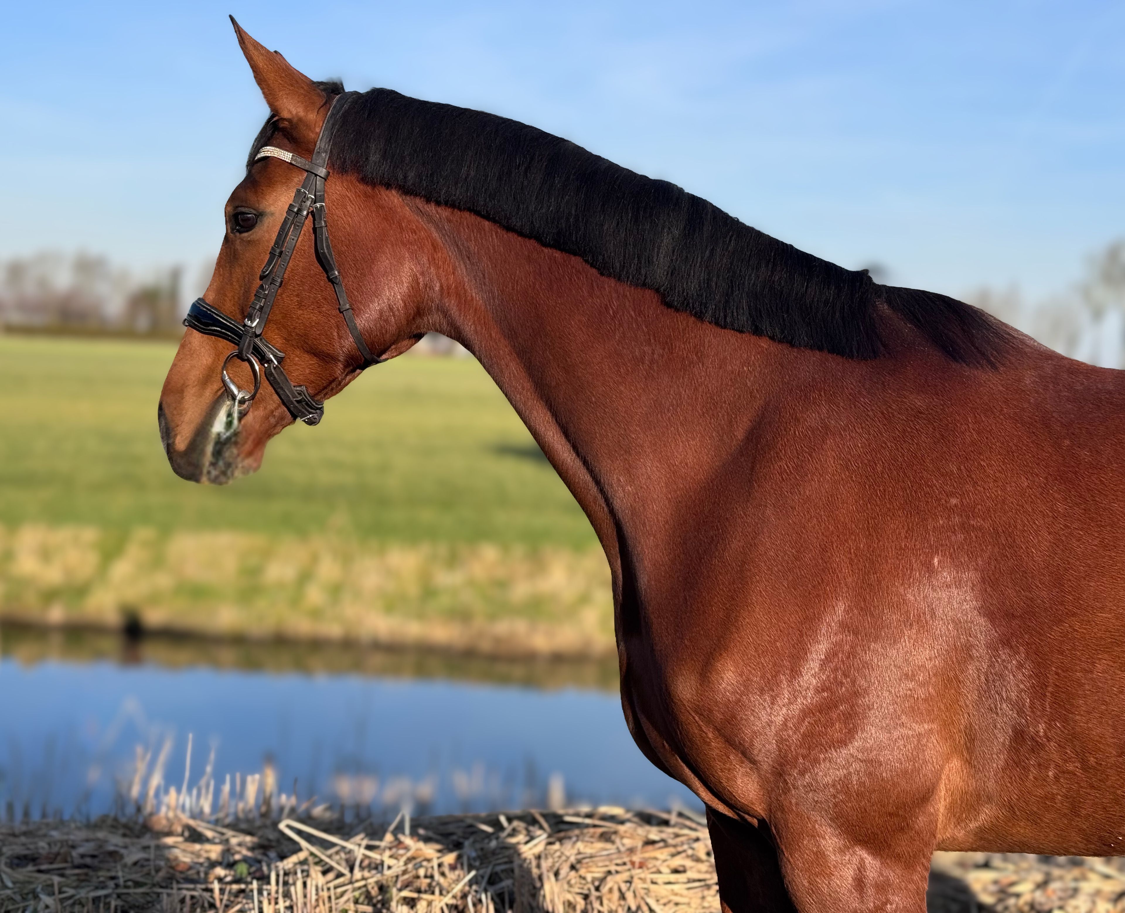 Taurus x mon cheri - Image 4