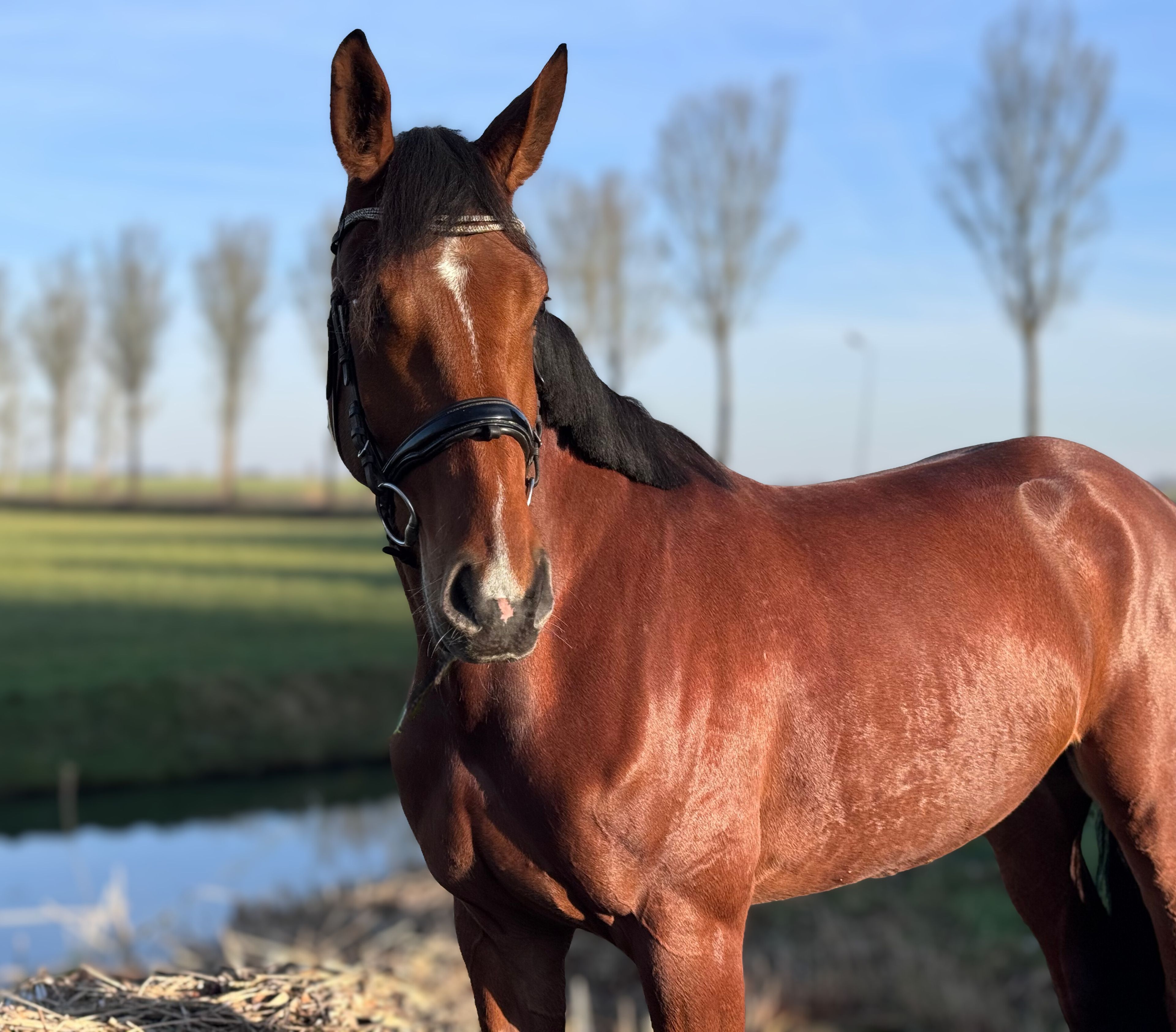 Taurus x mon cheri - Image 5