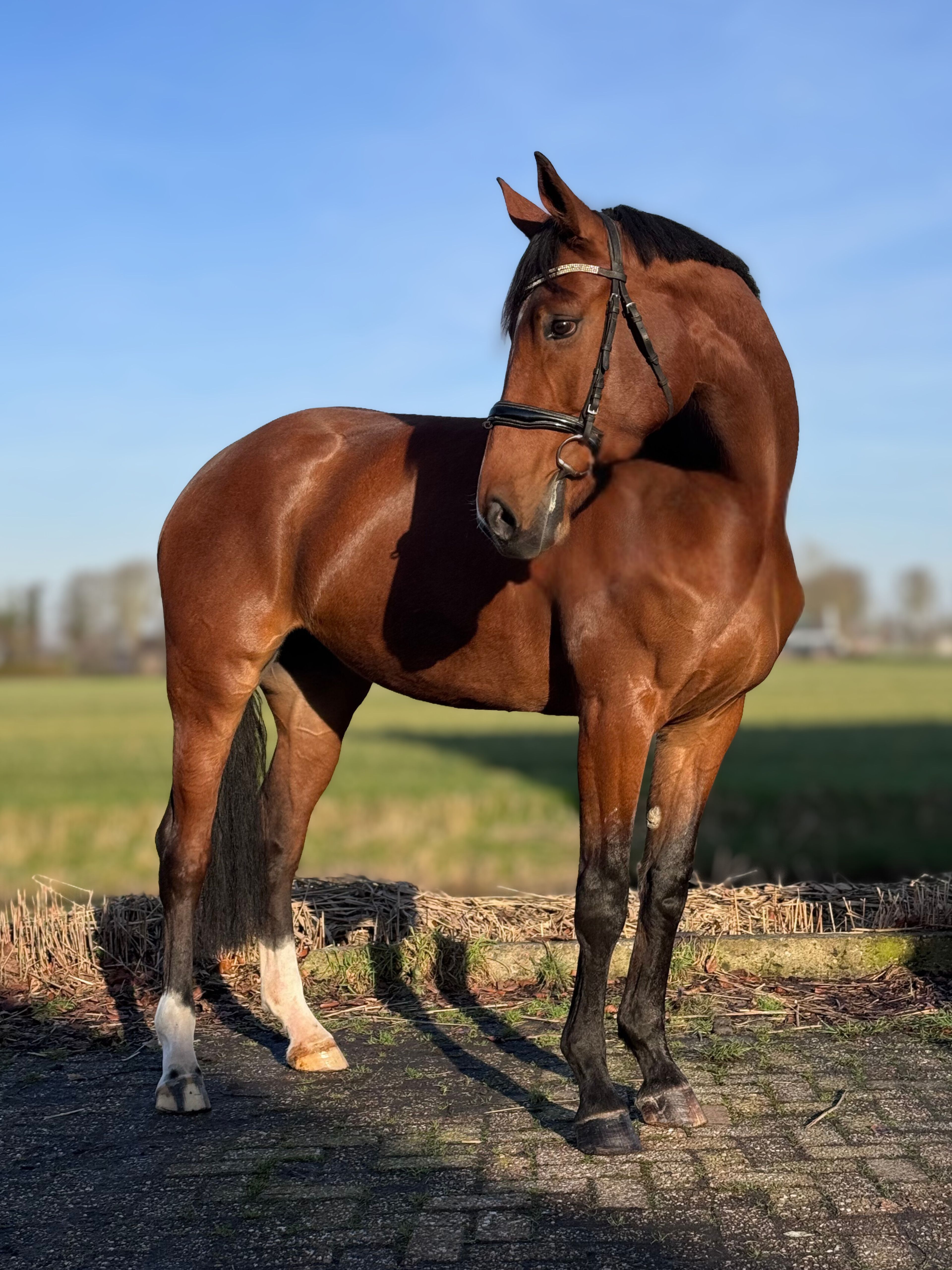 Taurus x mon cheri - Image 6