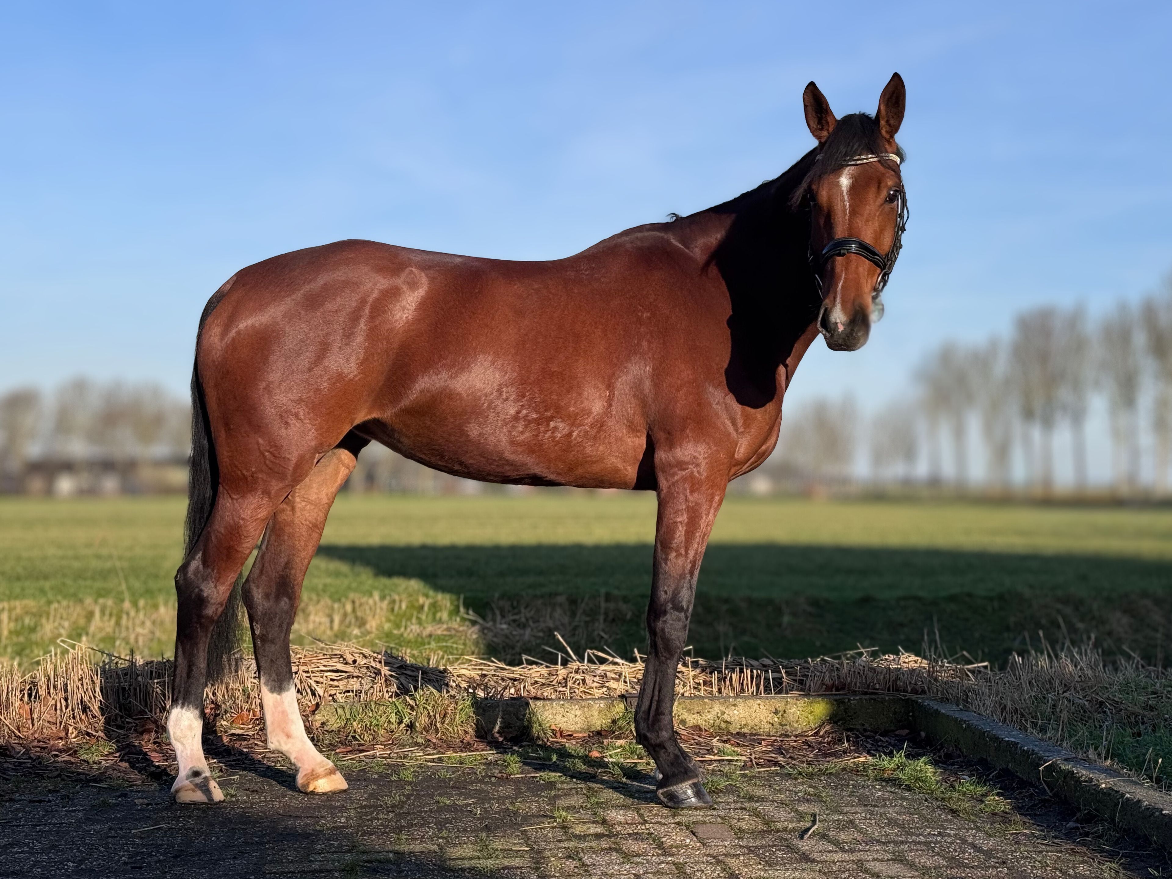 Taurus x mon cheri - Image 7