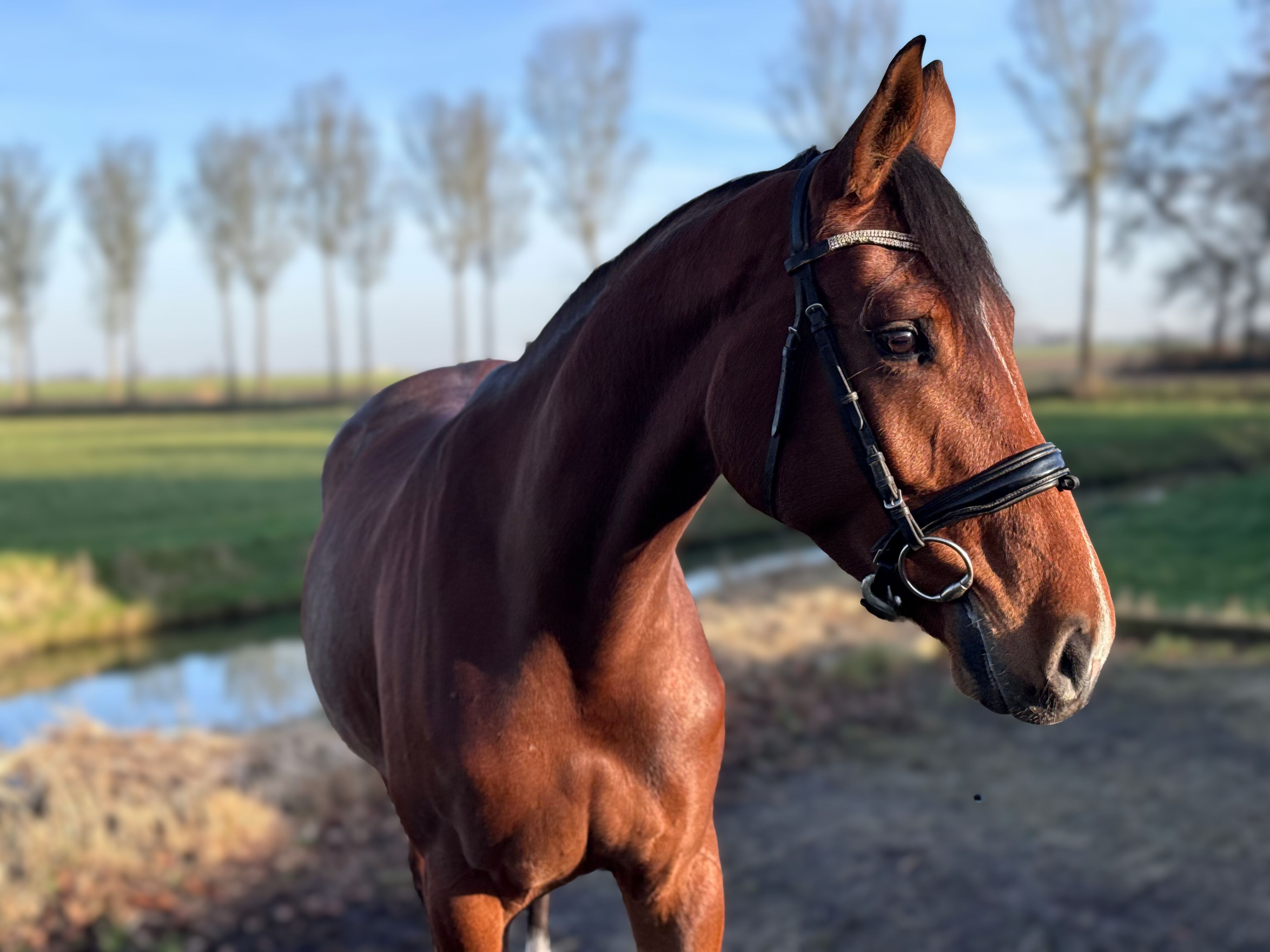 Taurus x mon cheri - Image 8