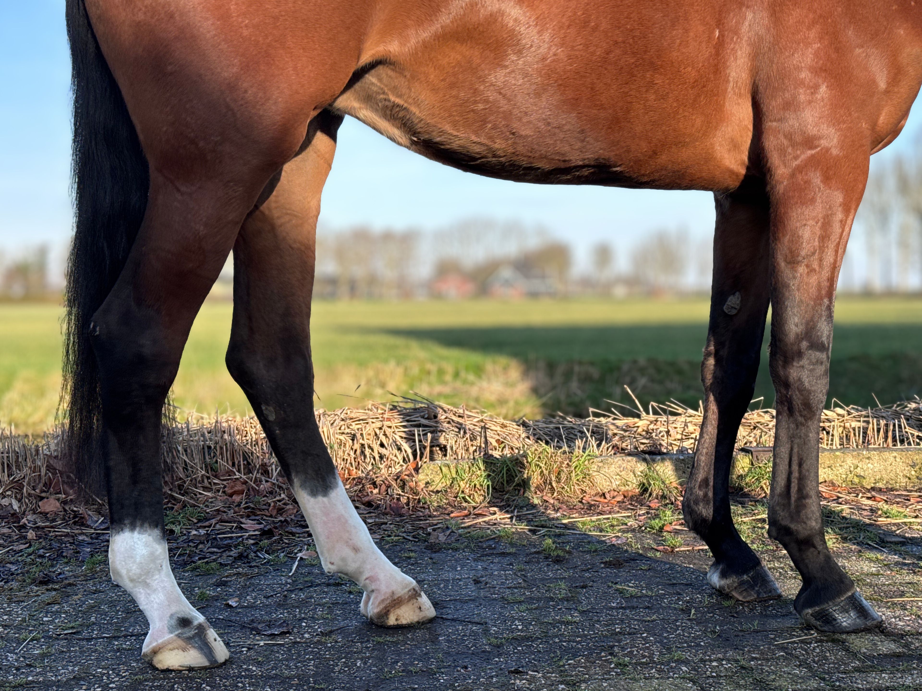 Taurus x mon cheri - Image 9