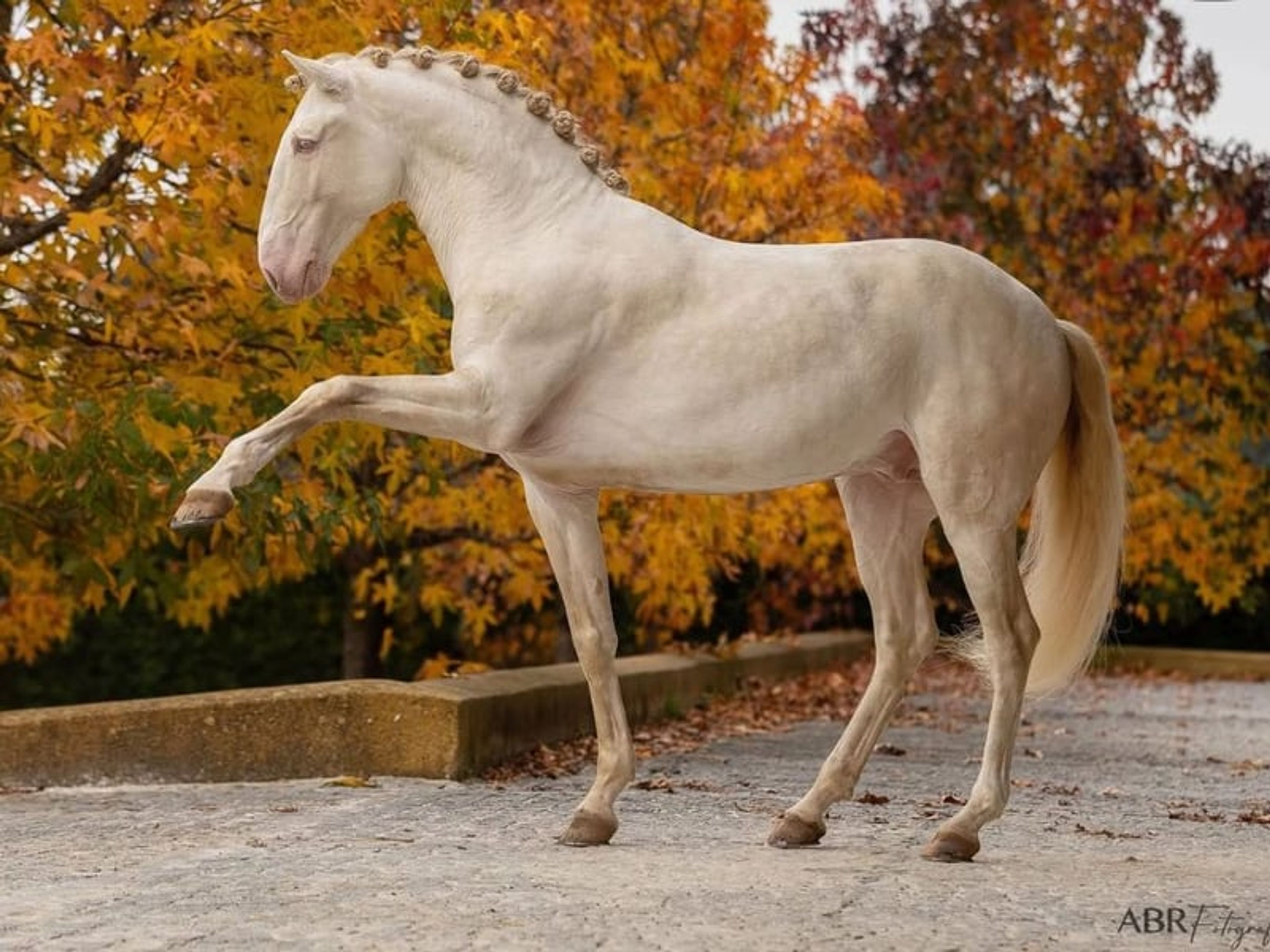 04172. Advanced-level Lusitano Stallion for Sale. - Image 1