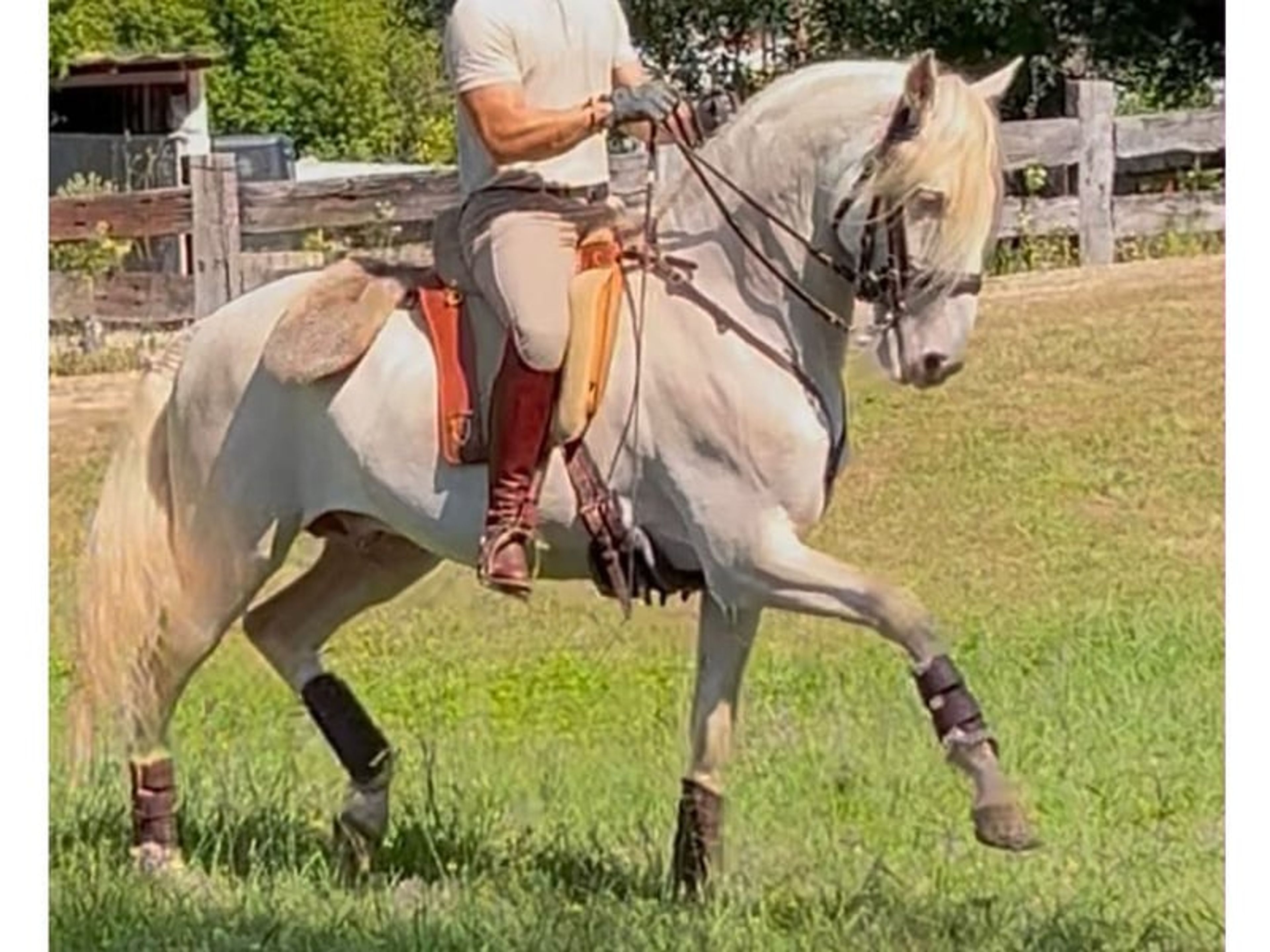 04172. Advanced-level Lusitano Stallion for Sale. - Image 2