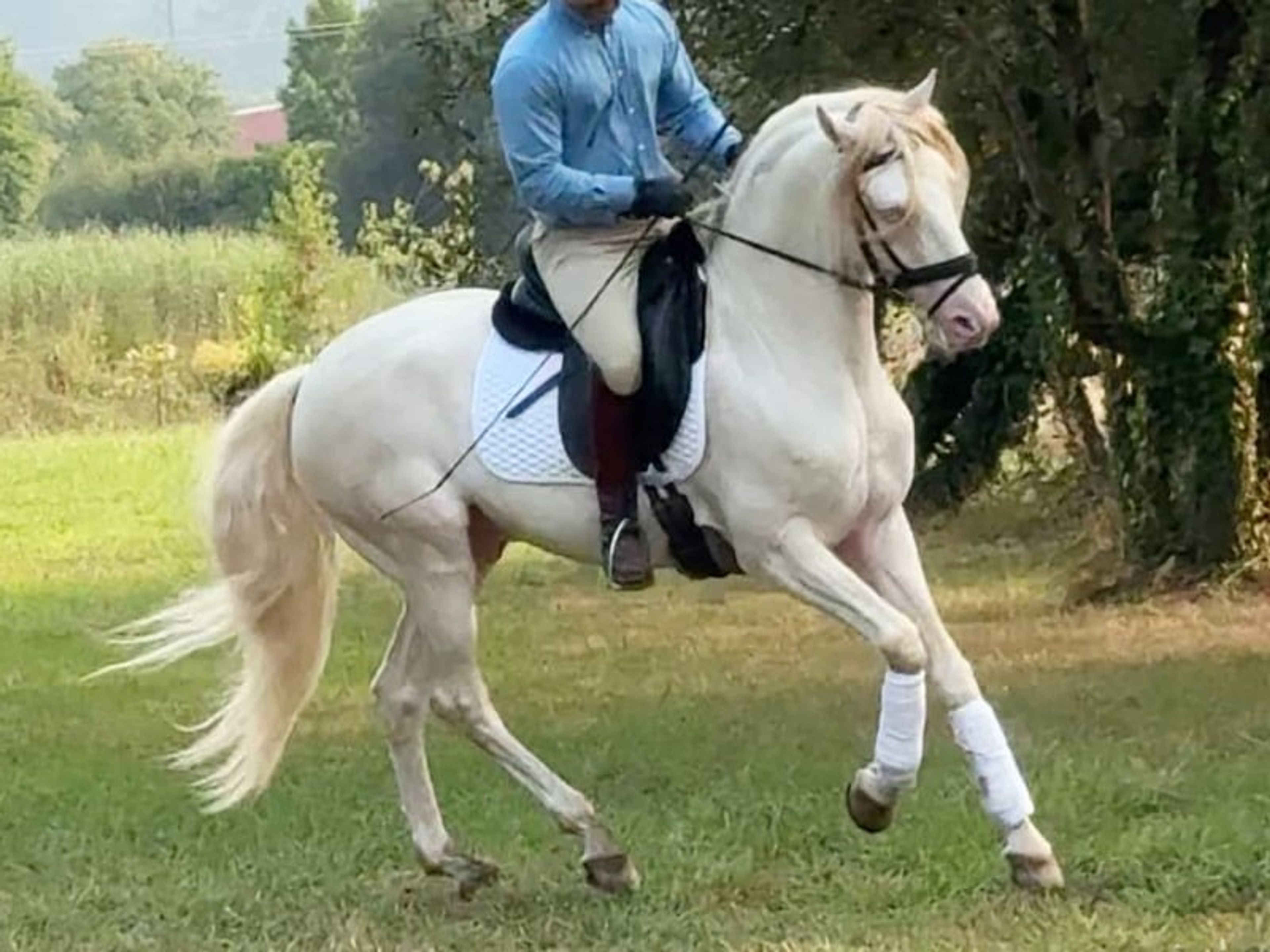 04172. Advanced-level Lusitano Stallion for Sale. - Image 3