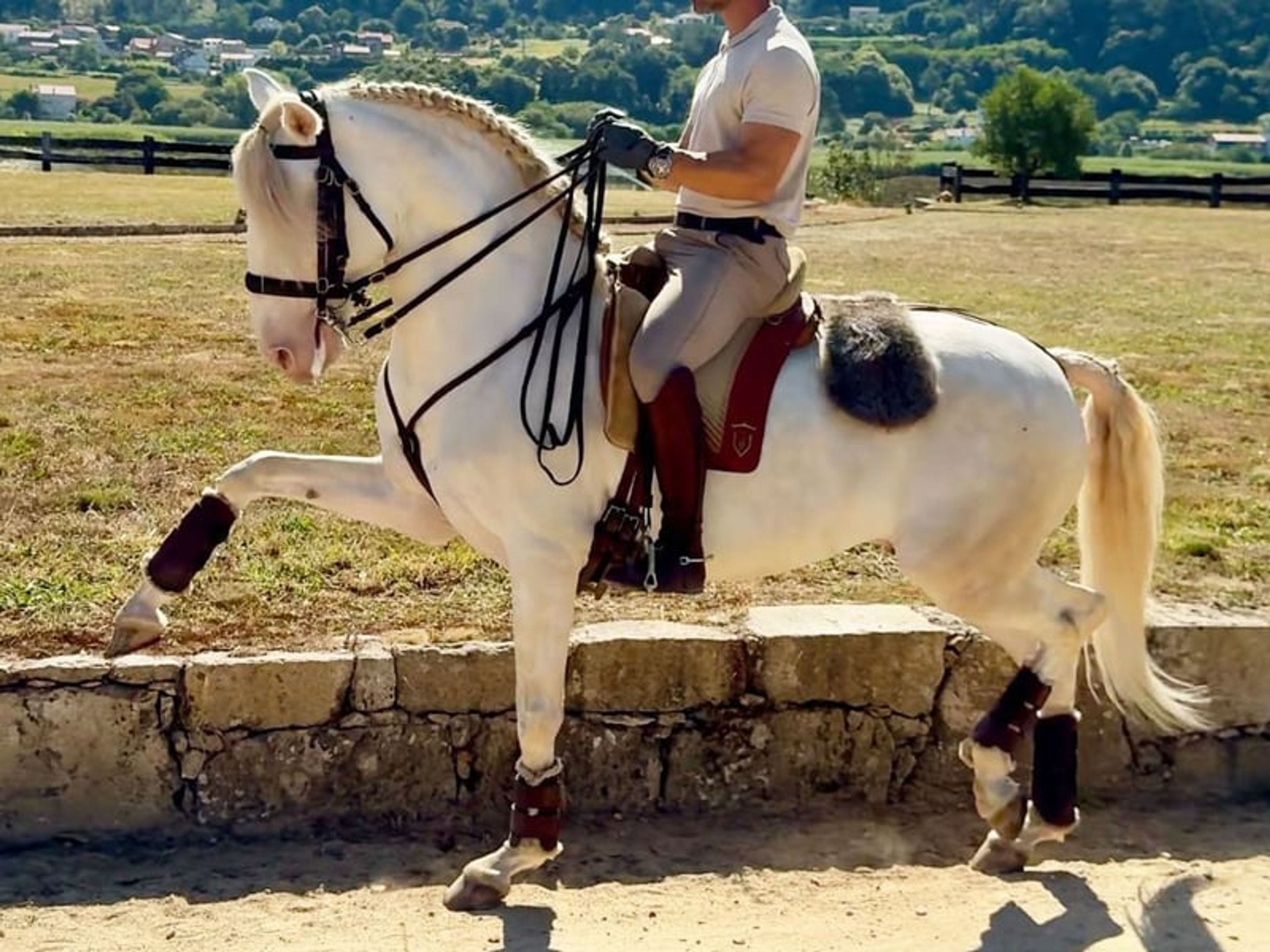 04172. Advanced-level Lusitano Stallion for Sale. - Image 4