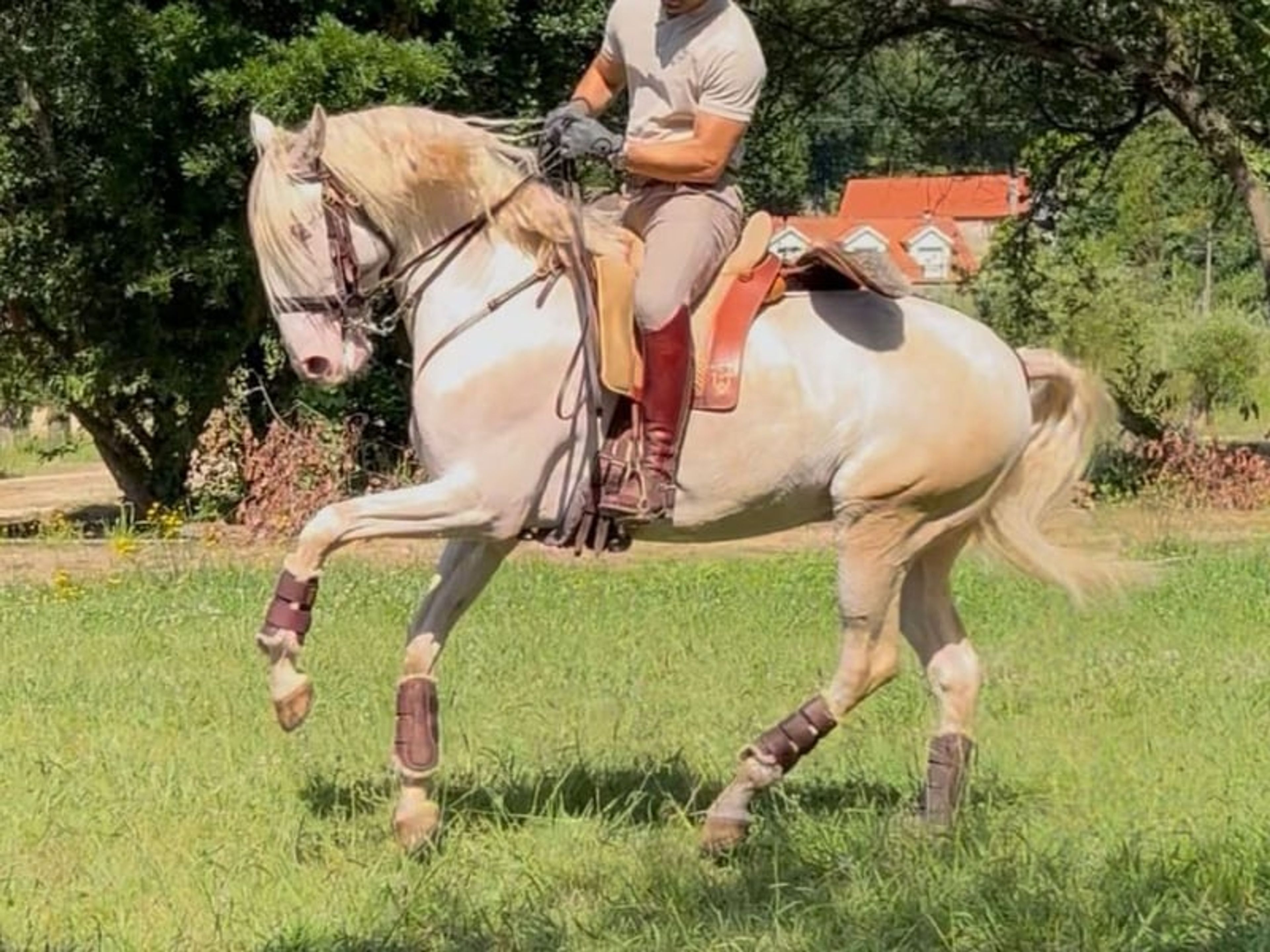 04172. Advanced-level Lusitano Stallion for Sale. - Image 5