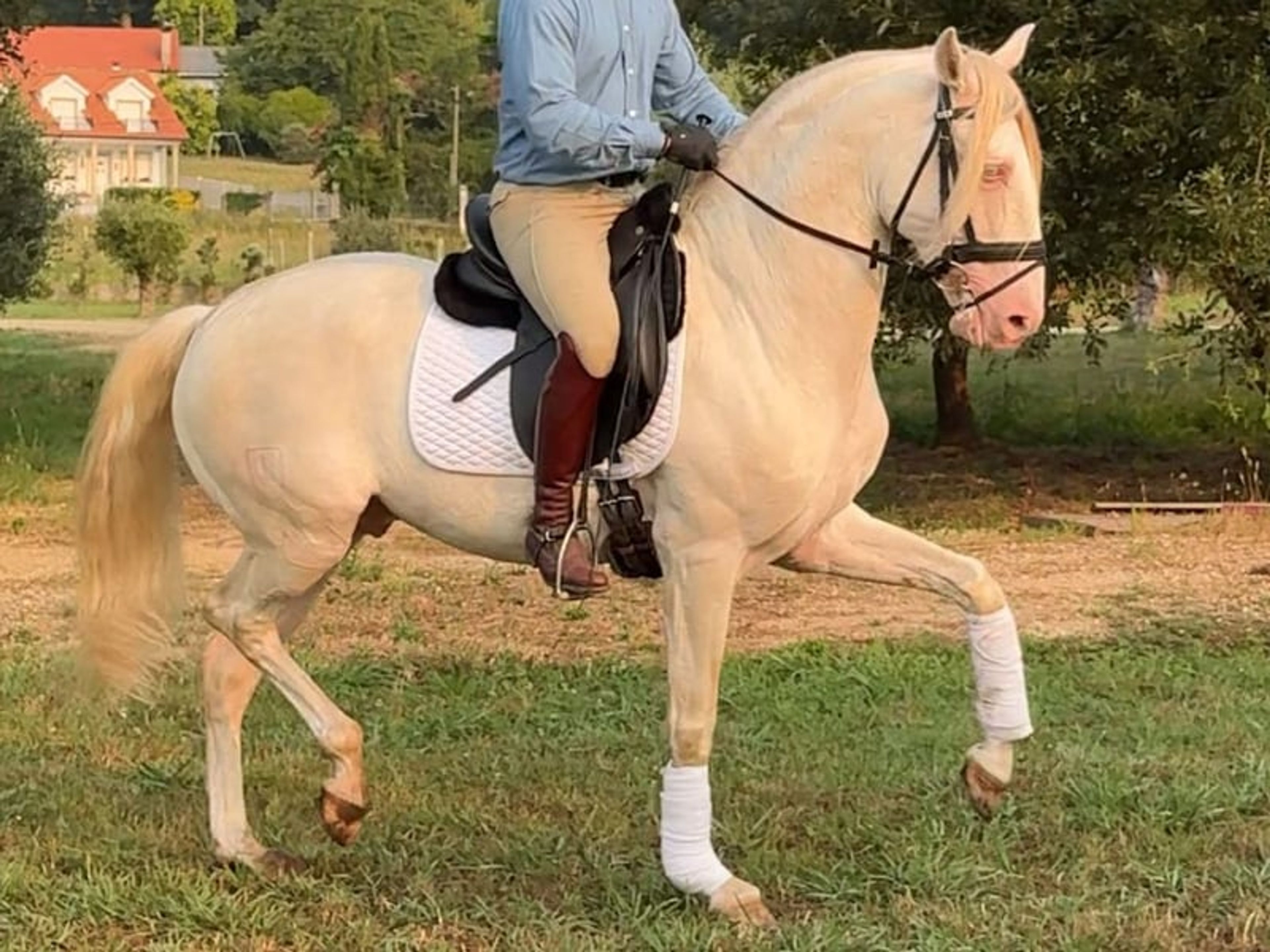 04172. Advanced-level Lusitano Stallion for Sale. - Image 6