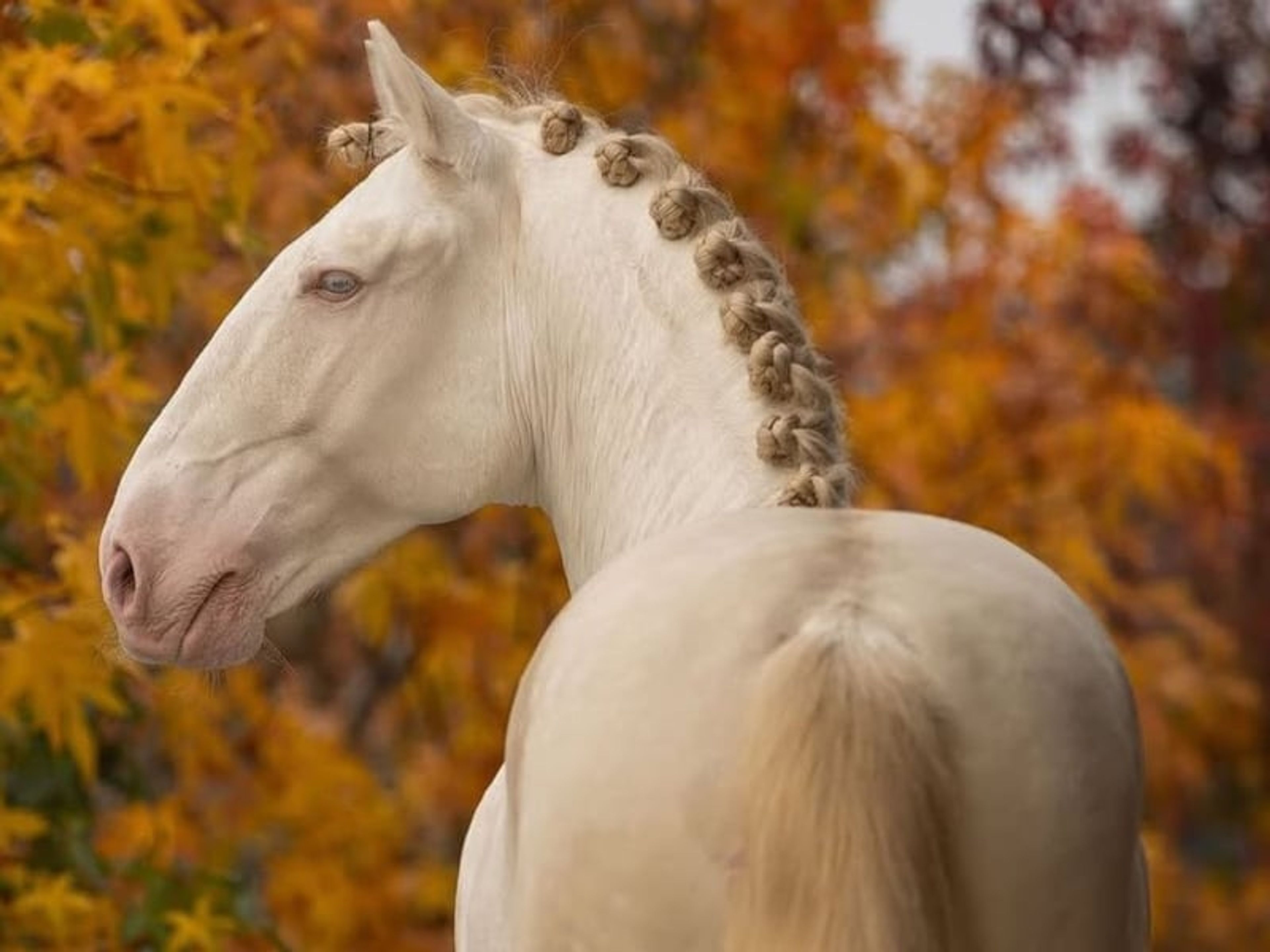 04172. Advanced-level Lusitano Stallion for Sale. - Image 7
