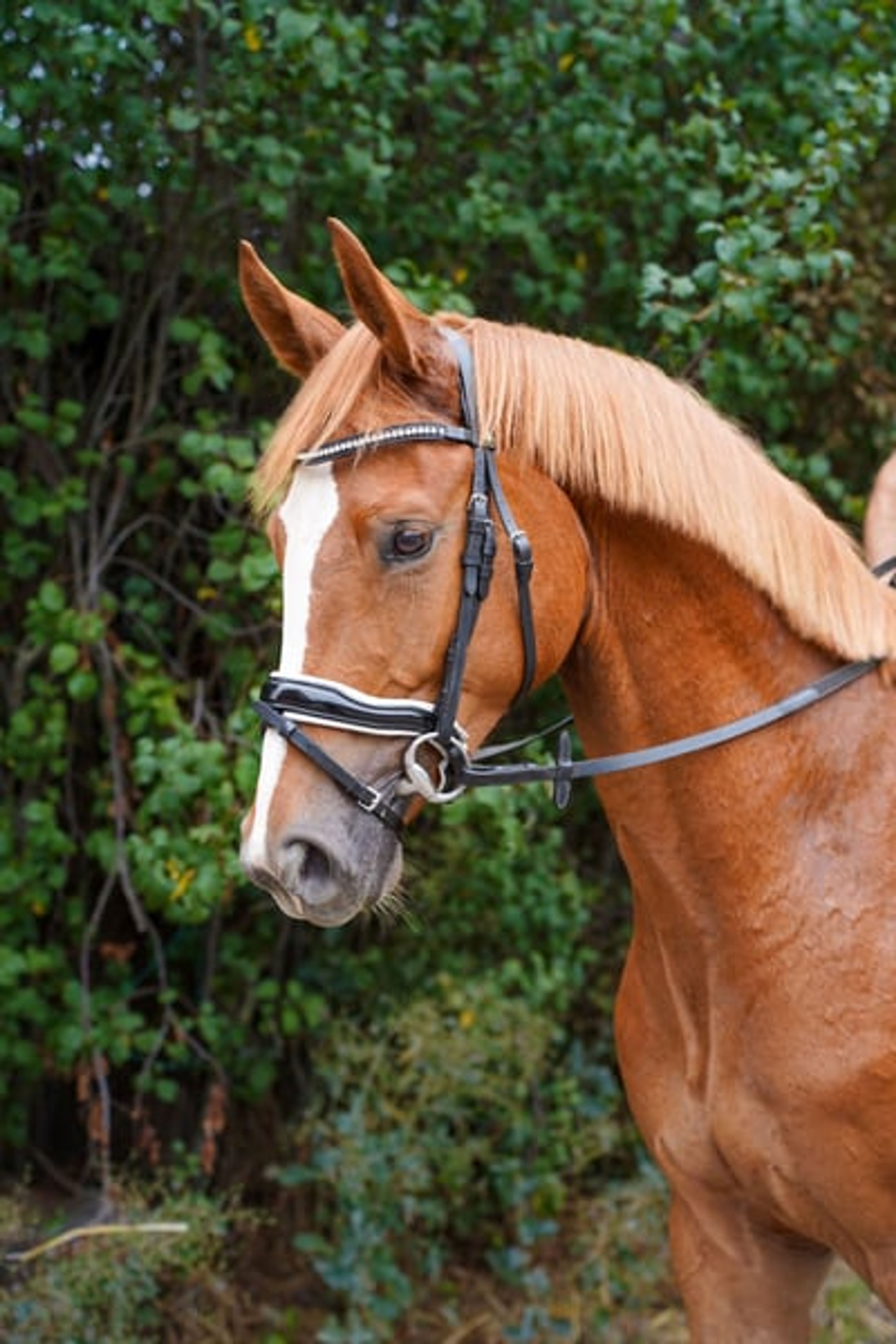 High Spirit – Promising Youngster with a Bright Future