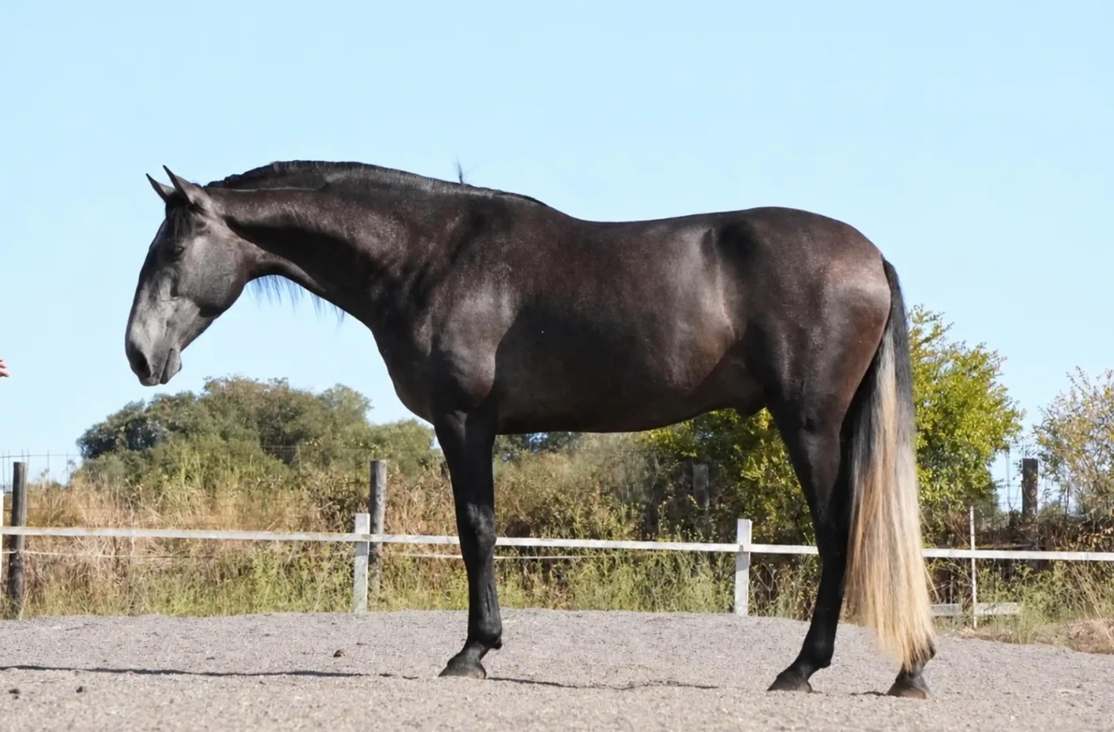 KAISER