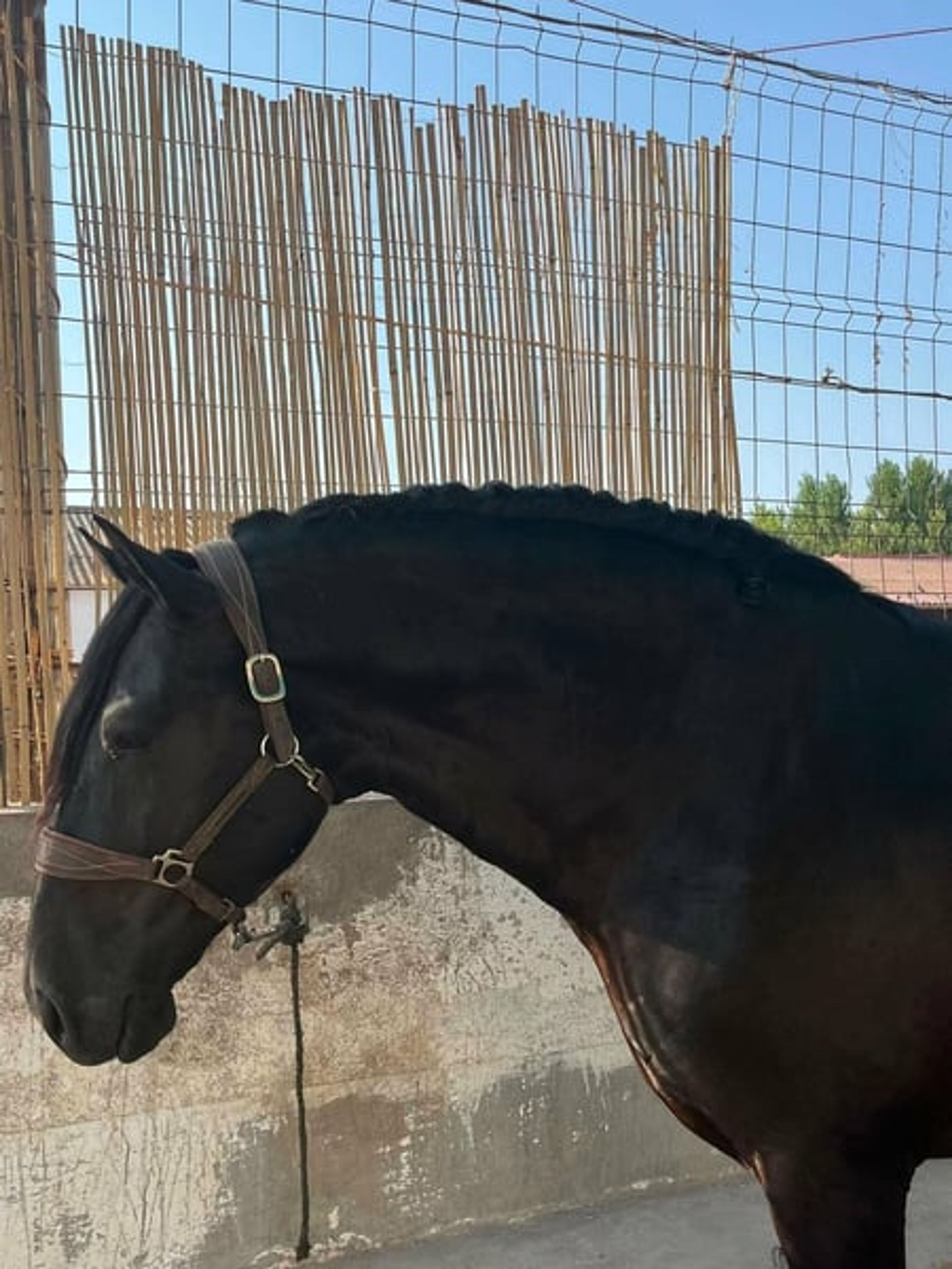 Spectacular black PRE dressage horse