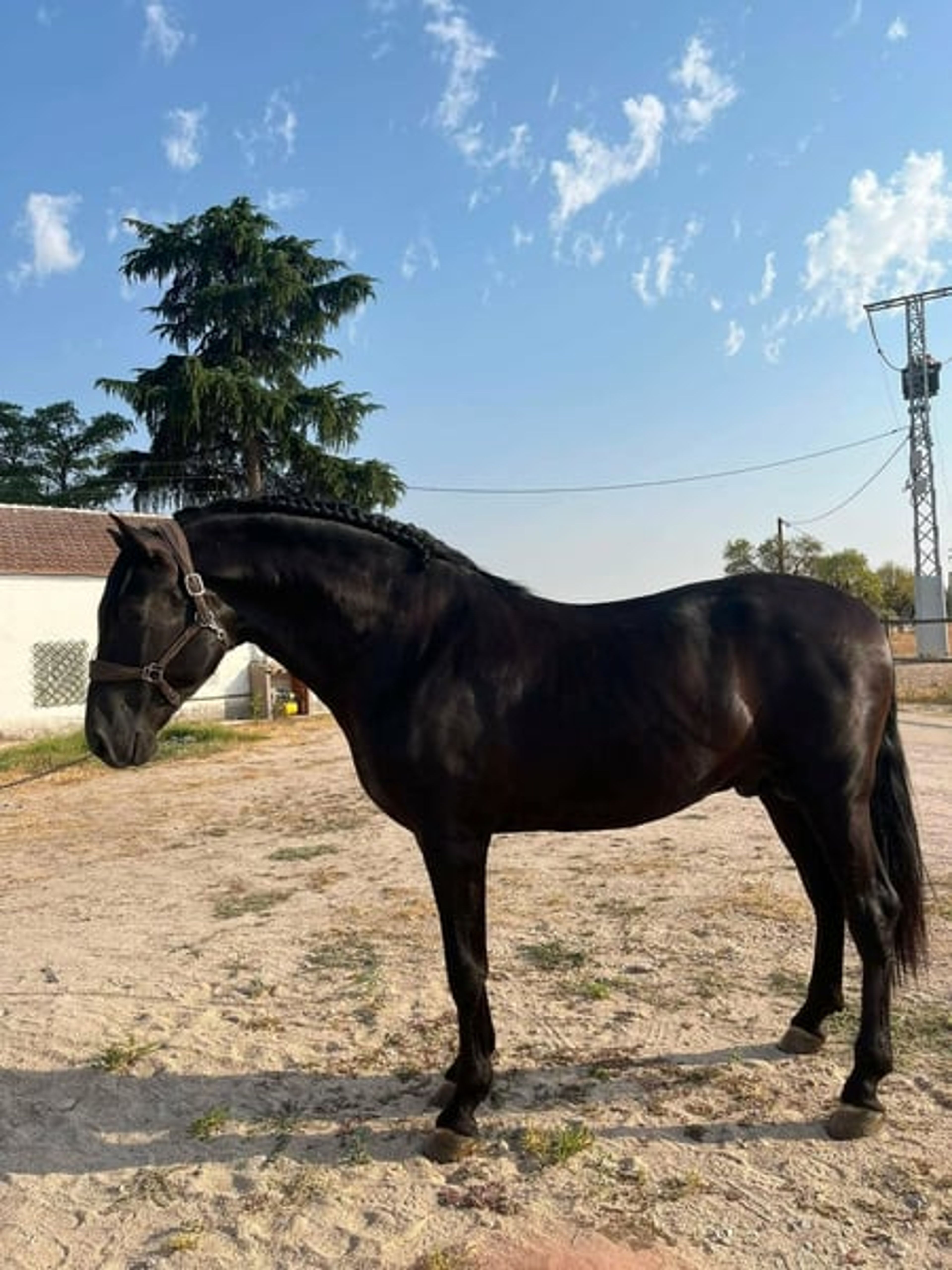 Spectacular black PRE dressage horse - Image 2